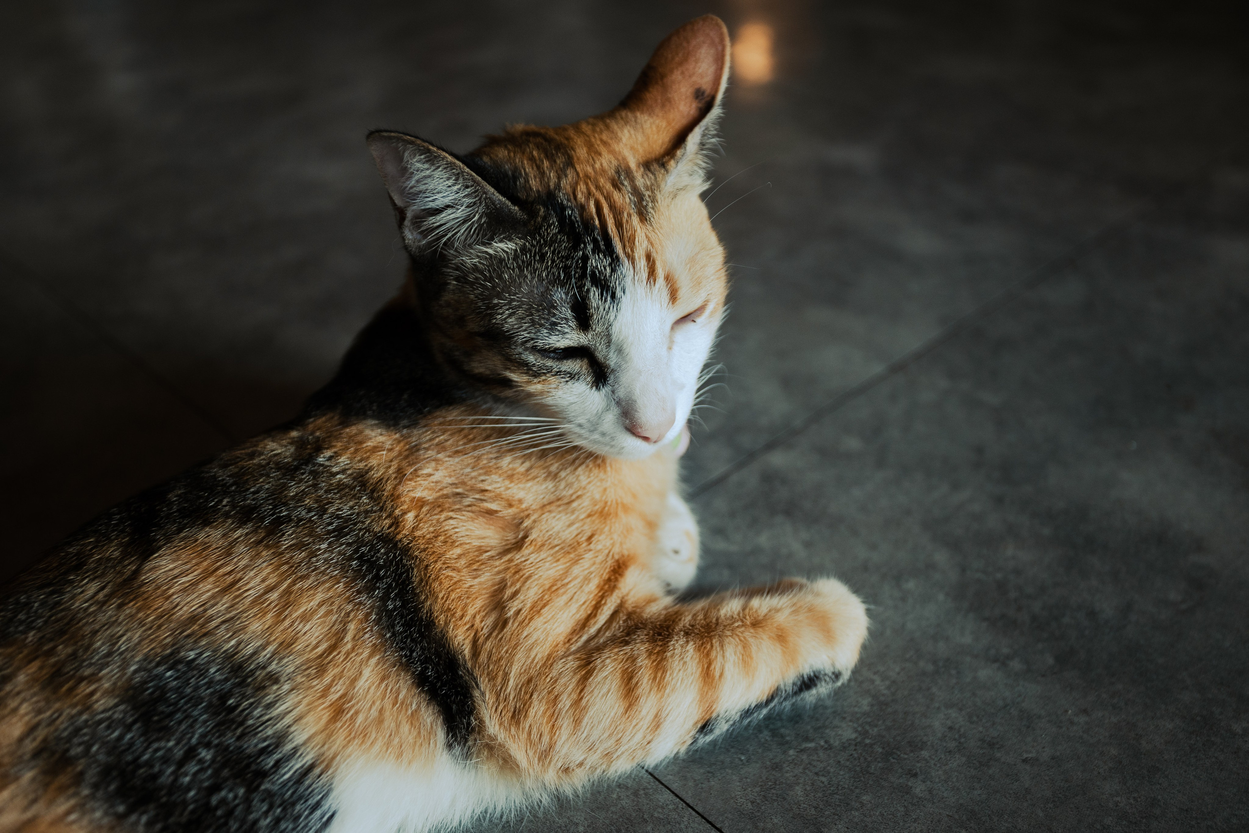 Cazz Cafe. Фотограф Сонкина Татьяна