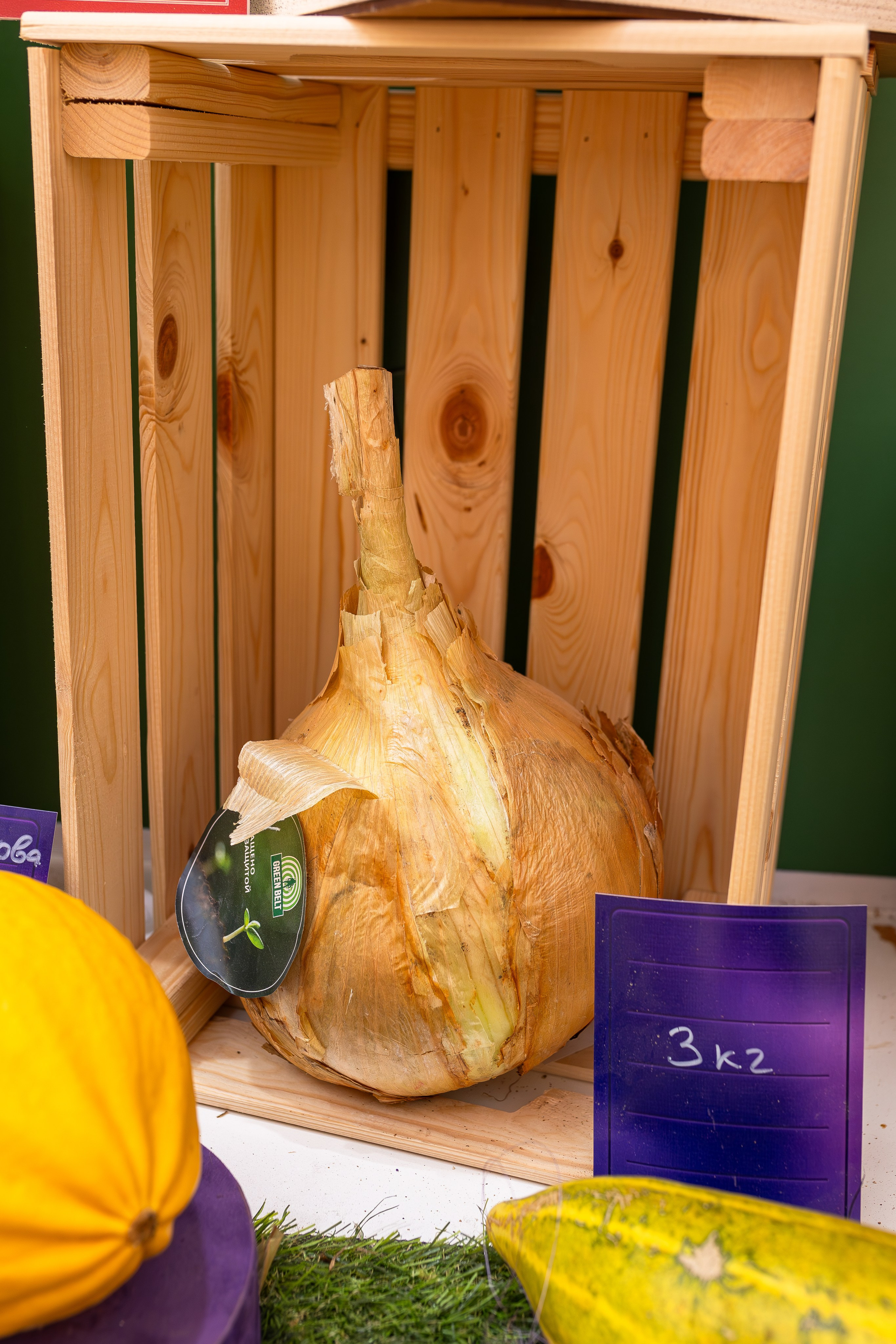 Овощи-гиганты. Александра Куликова фотограф, Москва