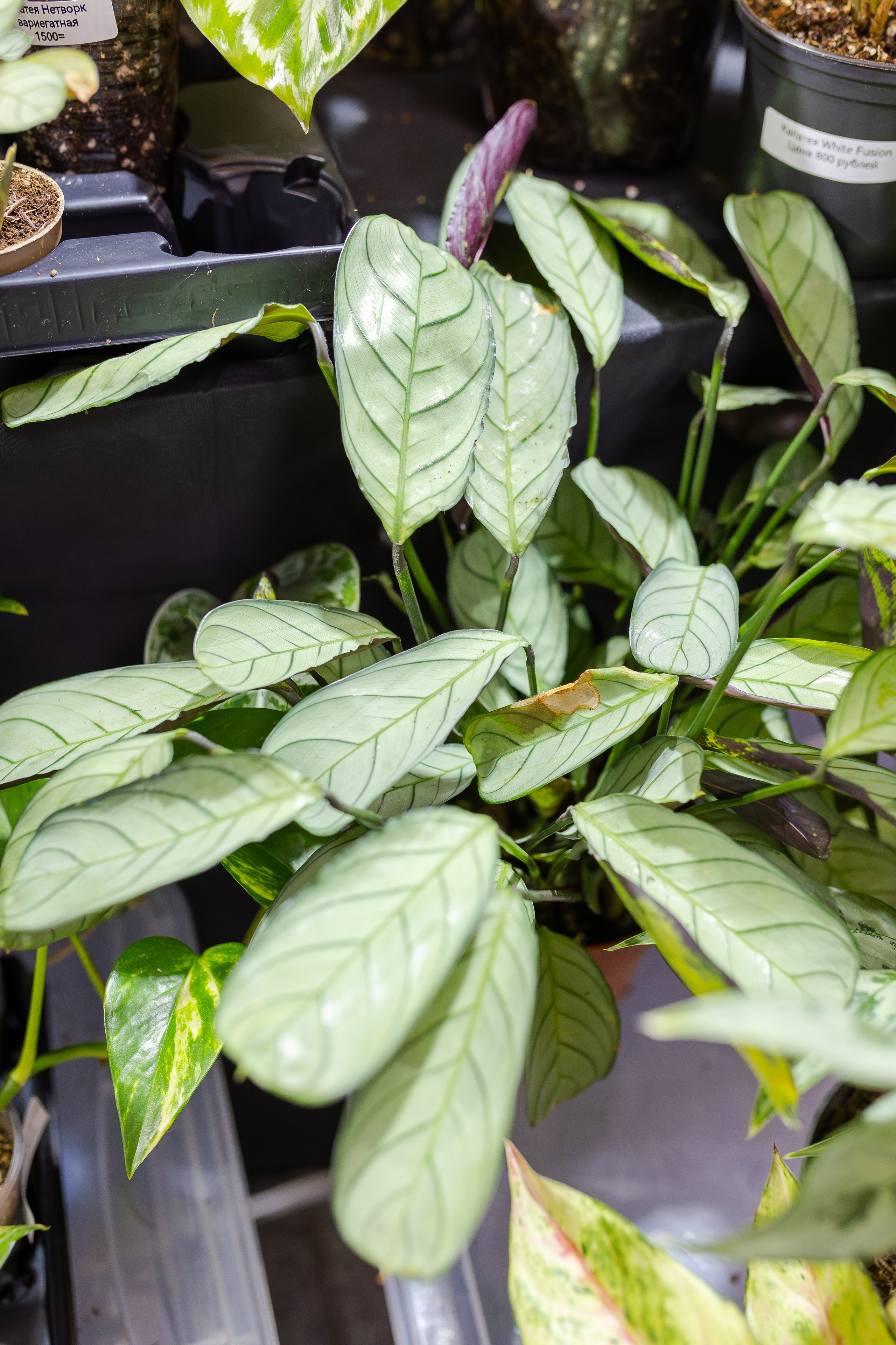 Монстериум апрель 2026. Александра Куликова фотограф, Москва