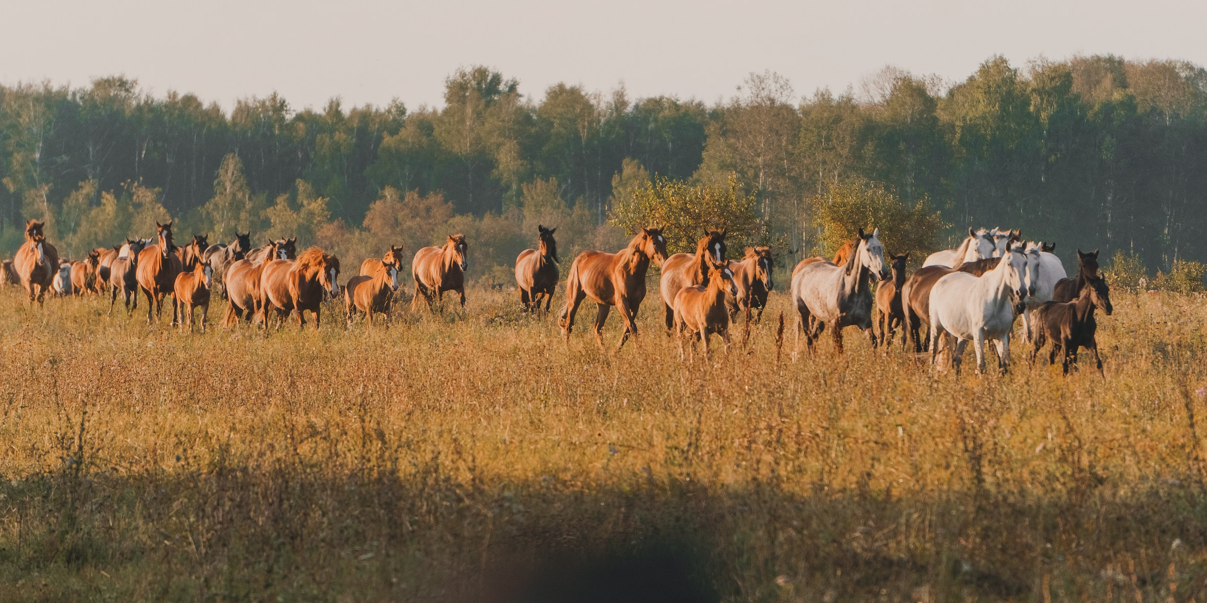 Life with horse. Saamill