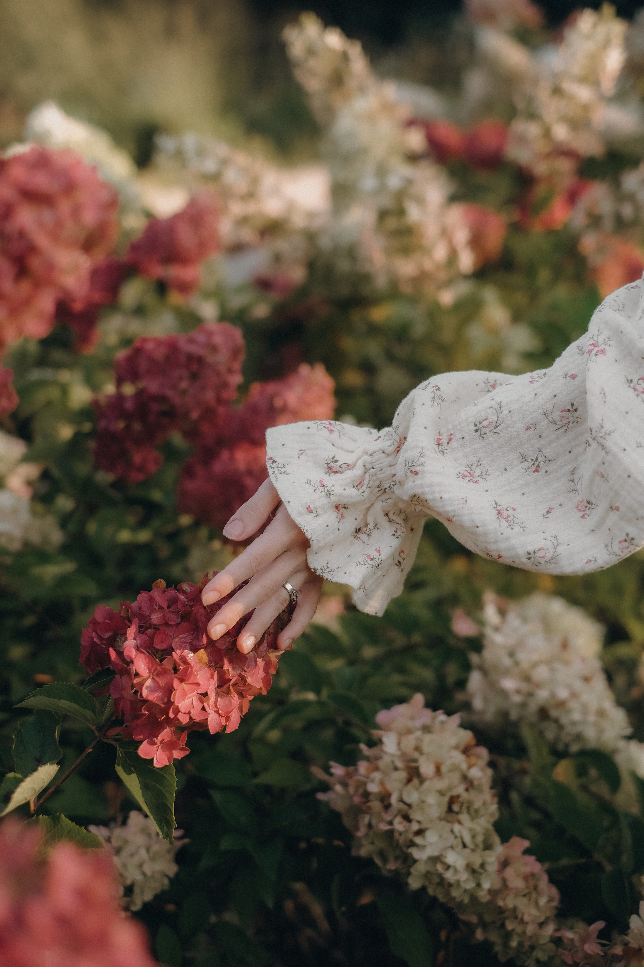 Утро в гортензиях. Свадебный и семейный фотограф в Москве Инника Кетлер