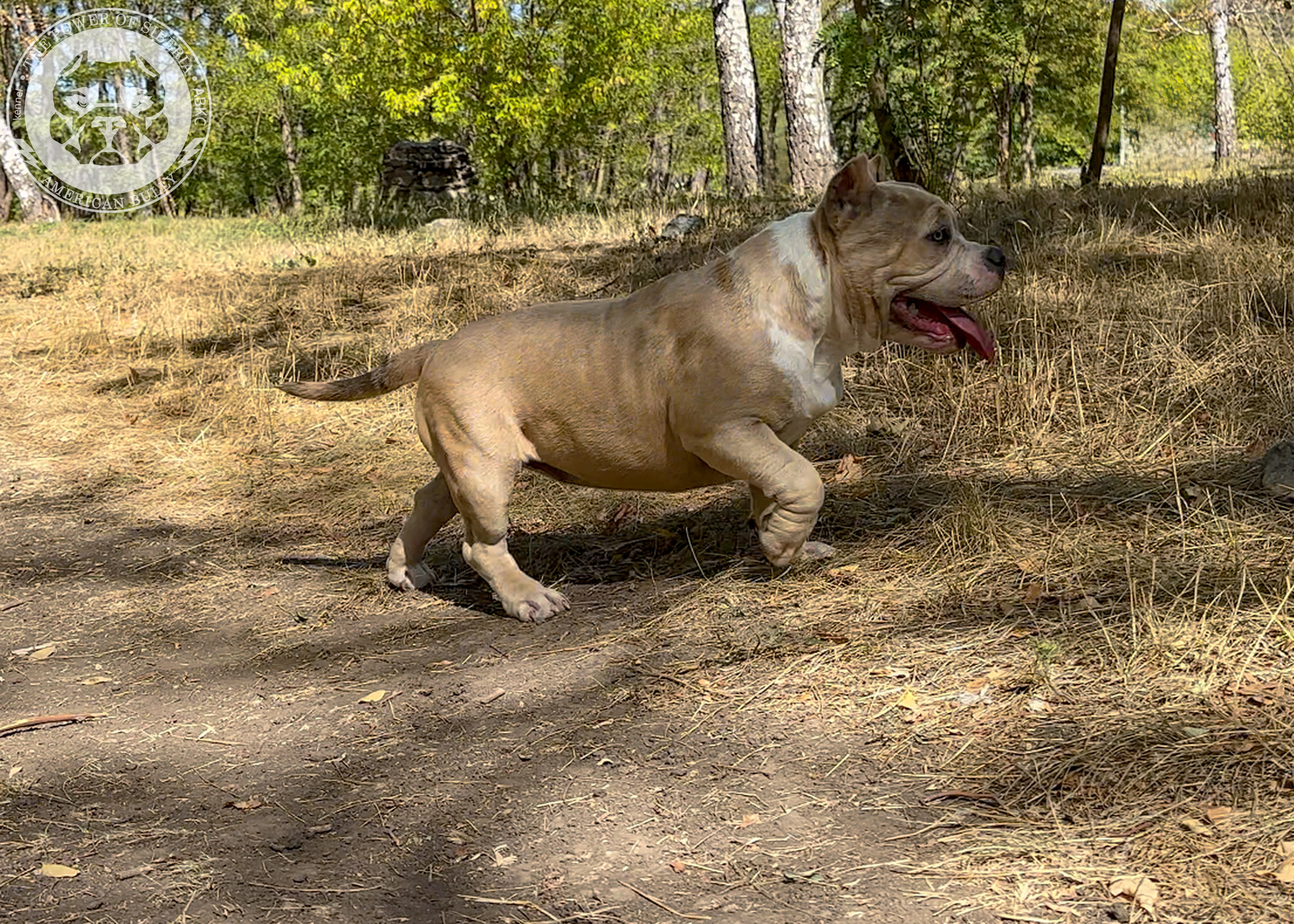 Помет Каспер и Тагира. 21.04.25. Американский Булли в г. Ростов-на-Дону. Питомник THE POWER OF SIBERIA