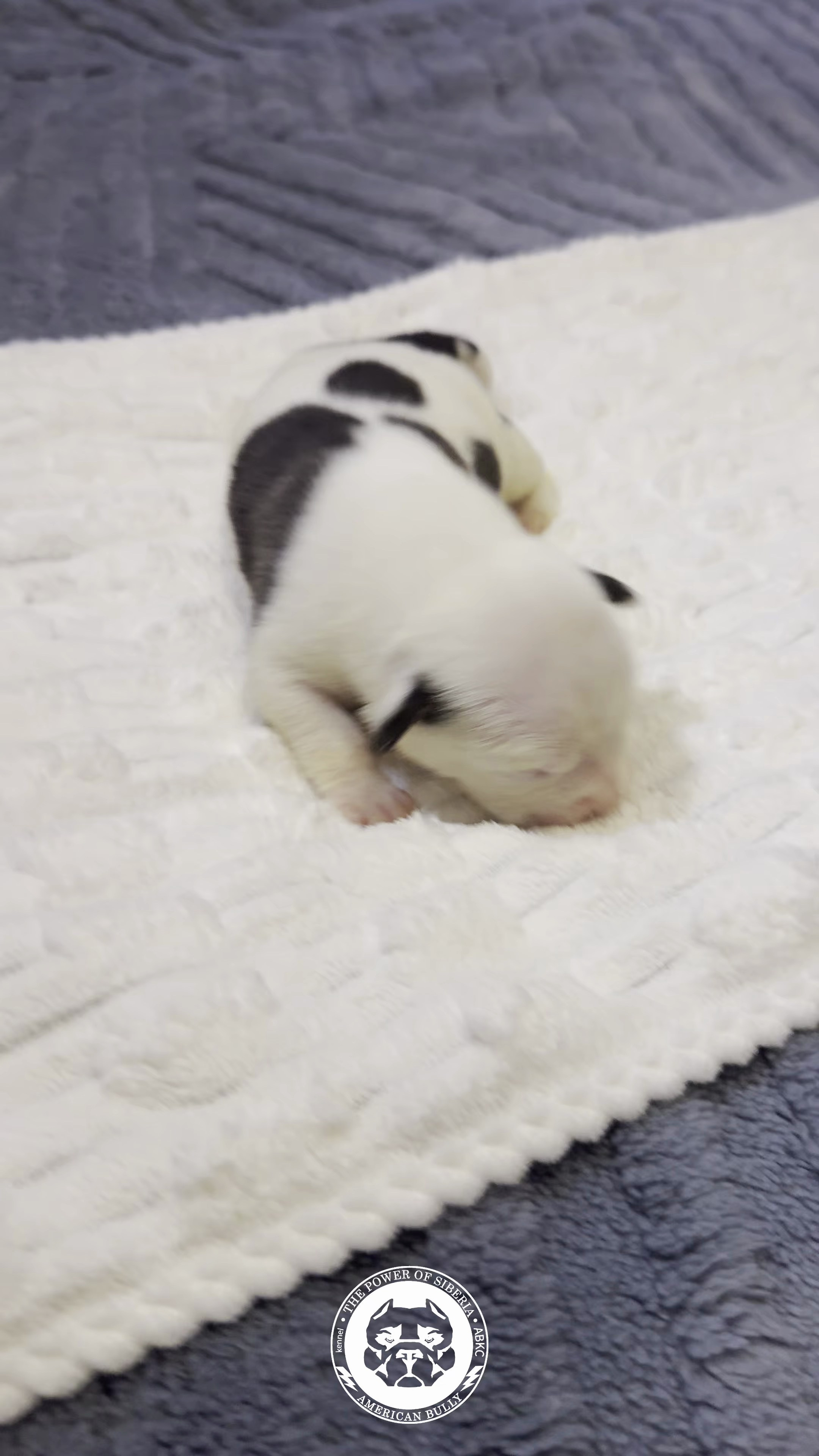 Свободные щенки Американский Булли стандарт и Свободные щенки Американский Булли классик. Американский Булли в г. Ростов-на-Дону. Питомник THE POWER OF SIBERIA