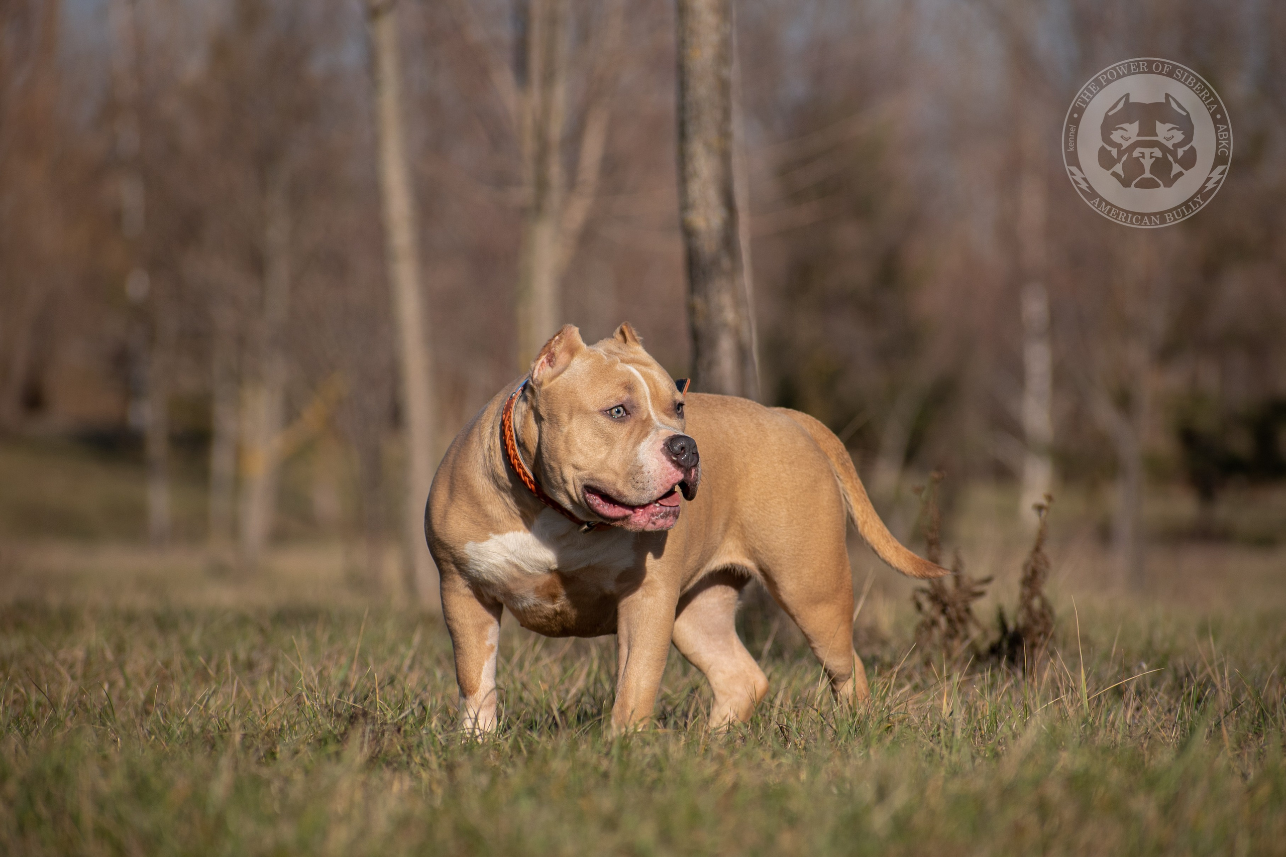 официальный питомник American Bully в Томске