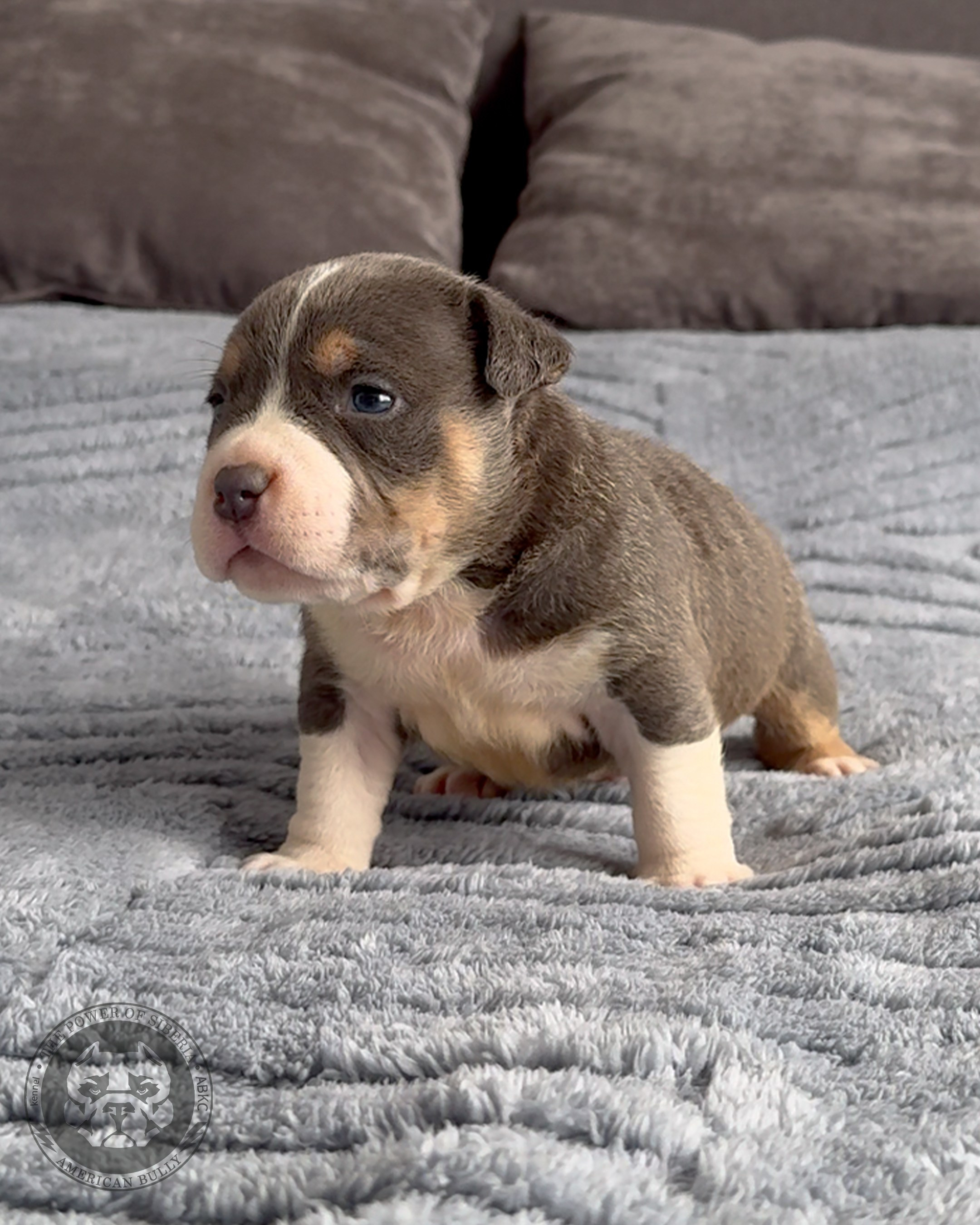 Свободные щенки Американский Булли, в типах покет, классик, стандарт. Американский Булли в г. Ростов-на-Дону. Питомник THE POWER OF SIBERIA