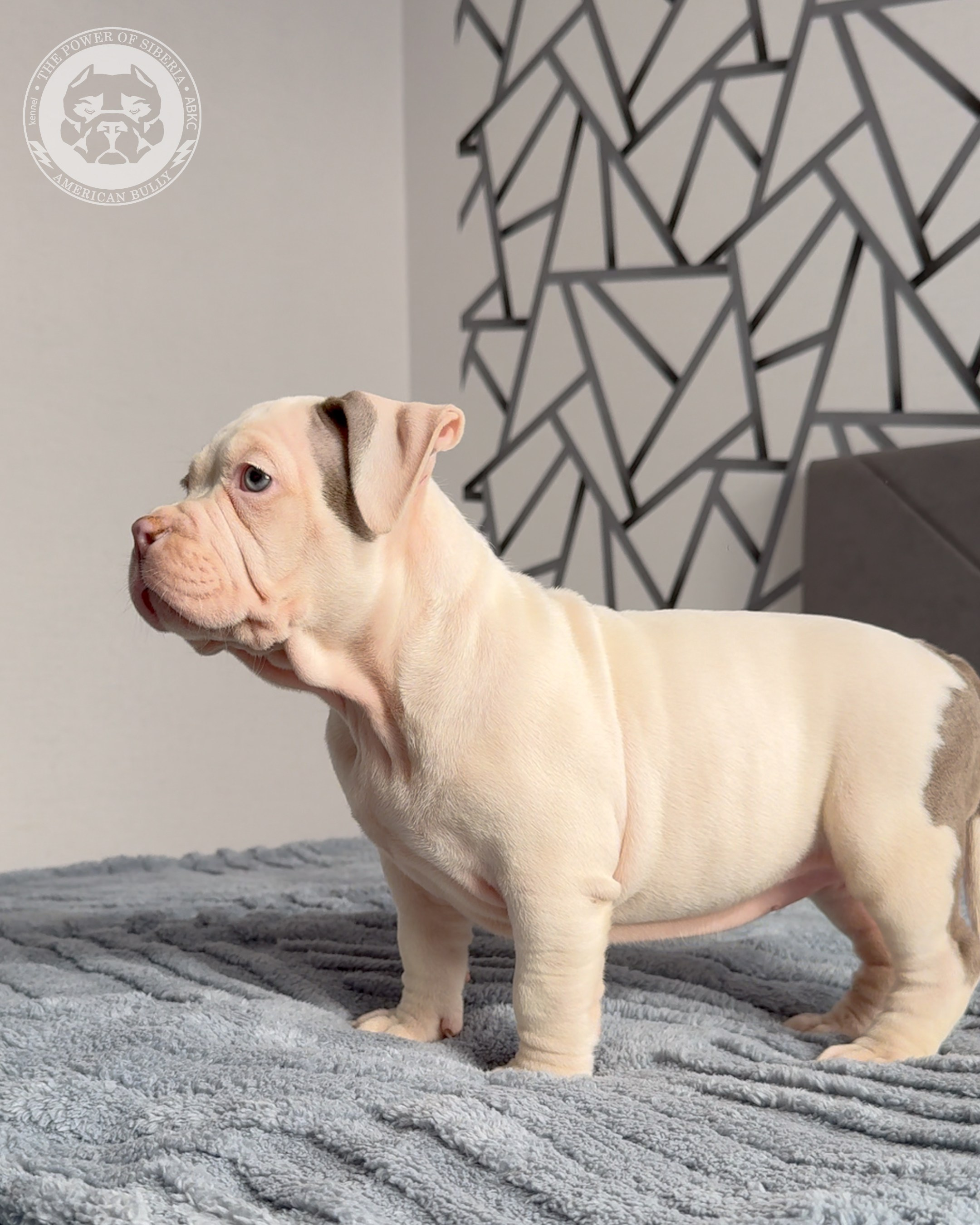 Свободные щенки Американский Булли, в типах покет, классик, стандарт. Американский Булли в г. Ростов-на-Дону. Питомник THE POWER OF SIBERIA