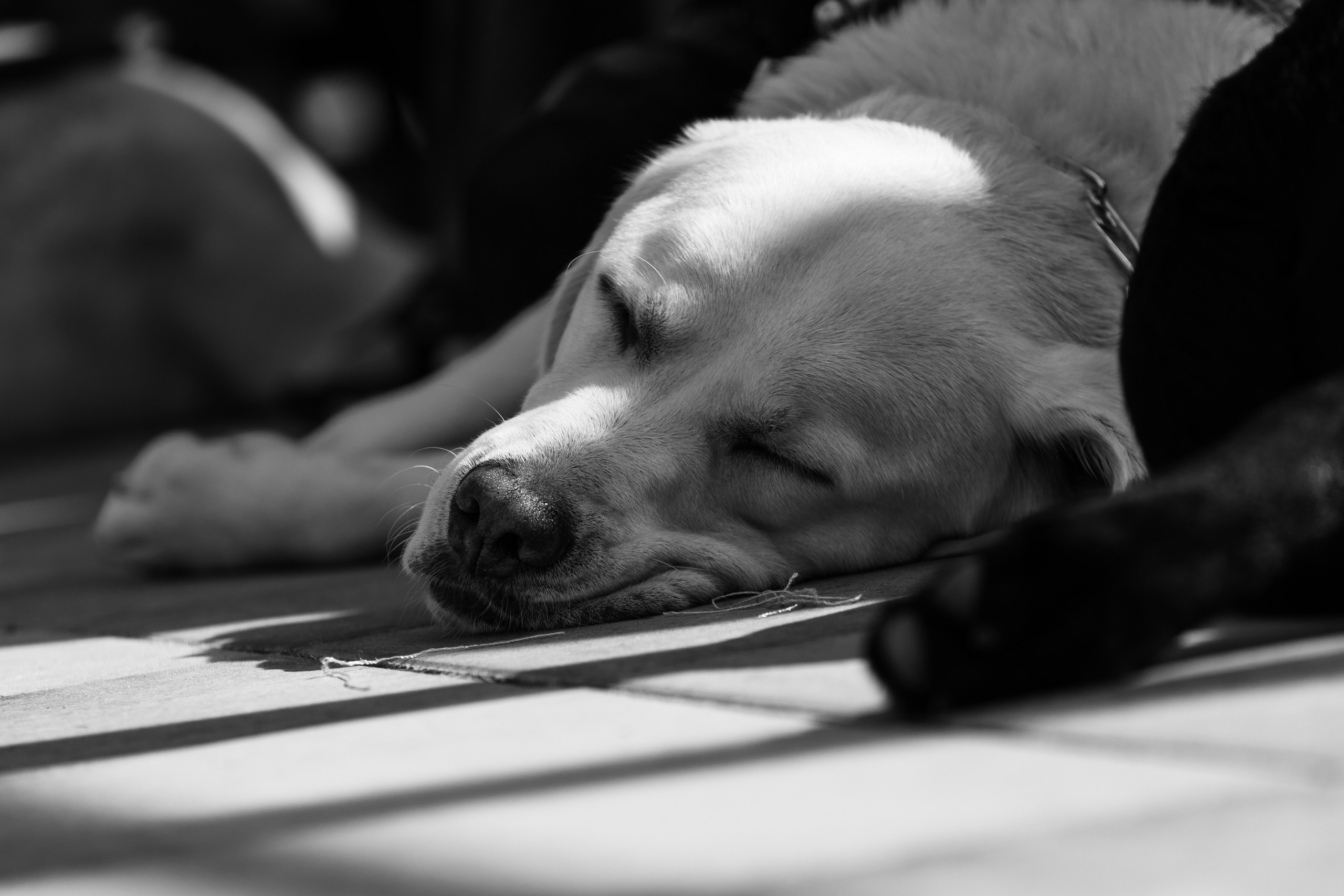 Съемка мероприятия: конкурс по танцам с собаками. Фотография. Юрий Савин