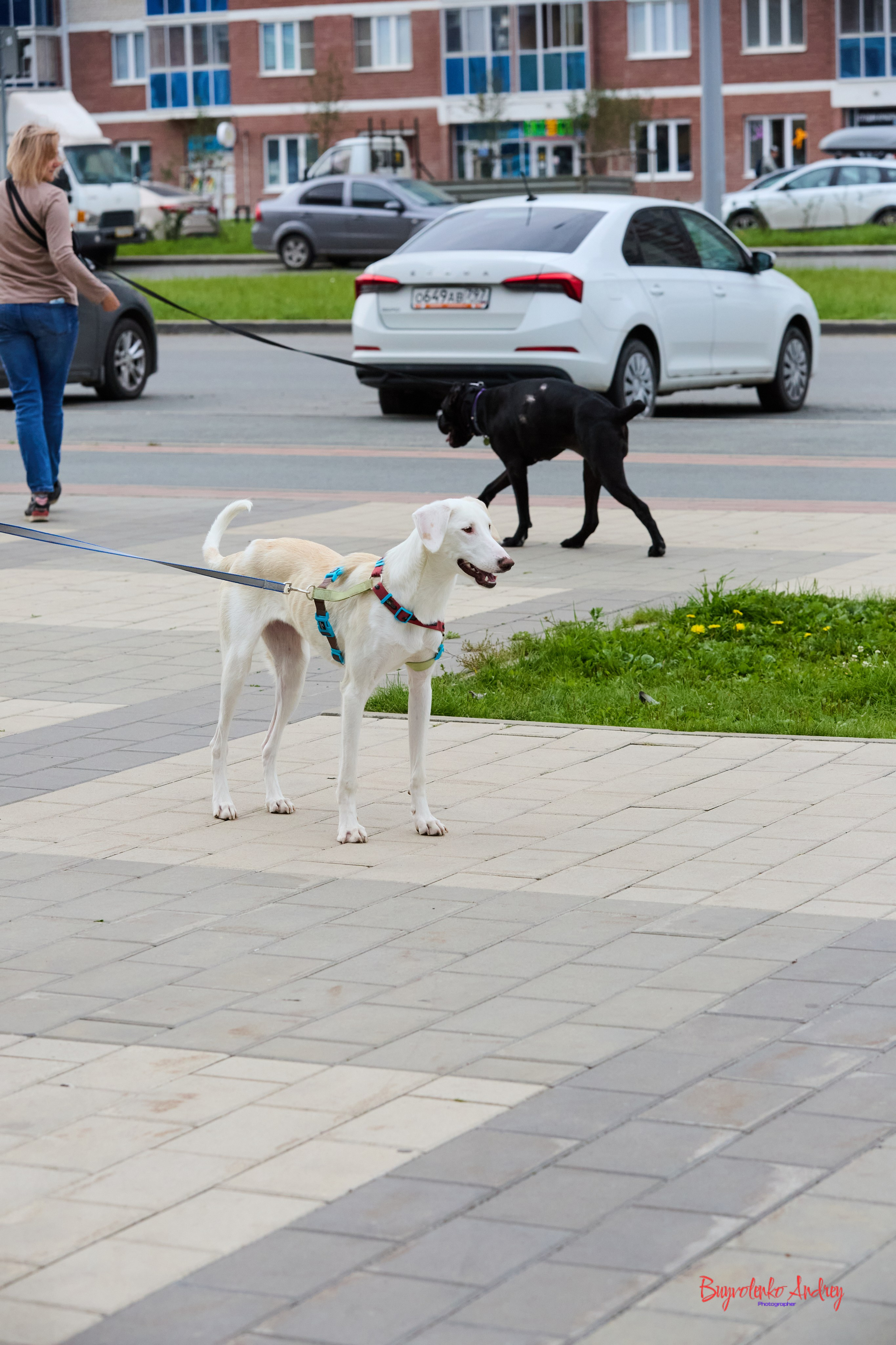 Проект фотопрогулка с хвостиком. Buyvolenko Andrey