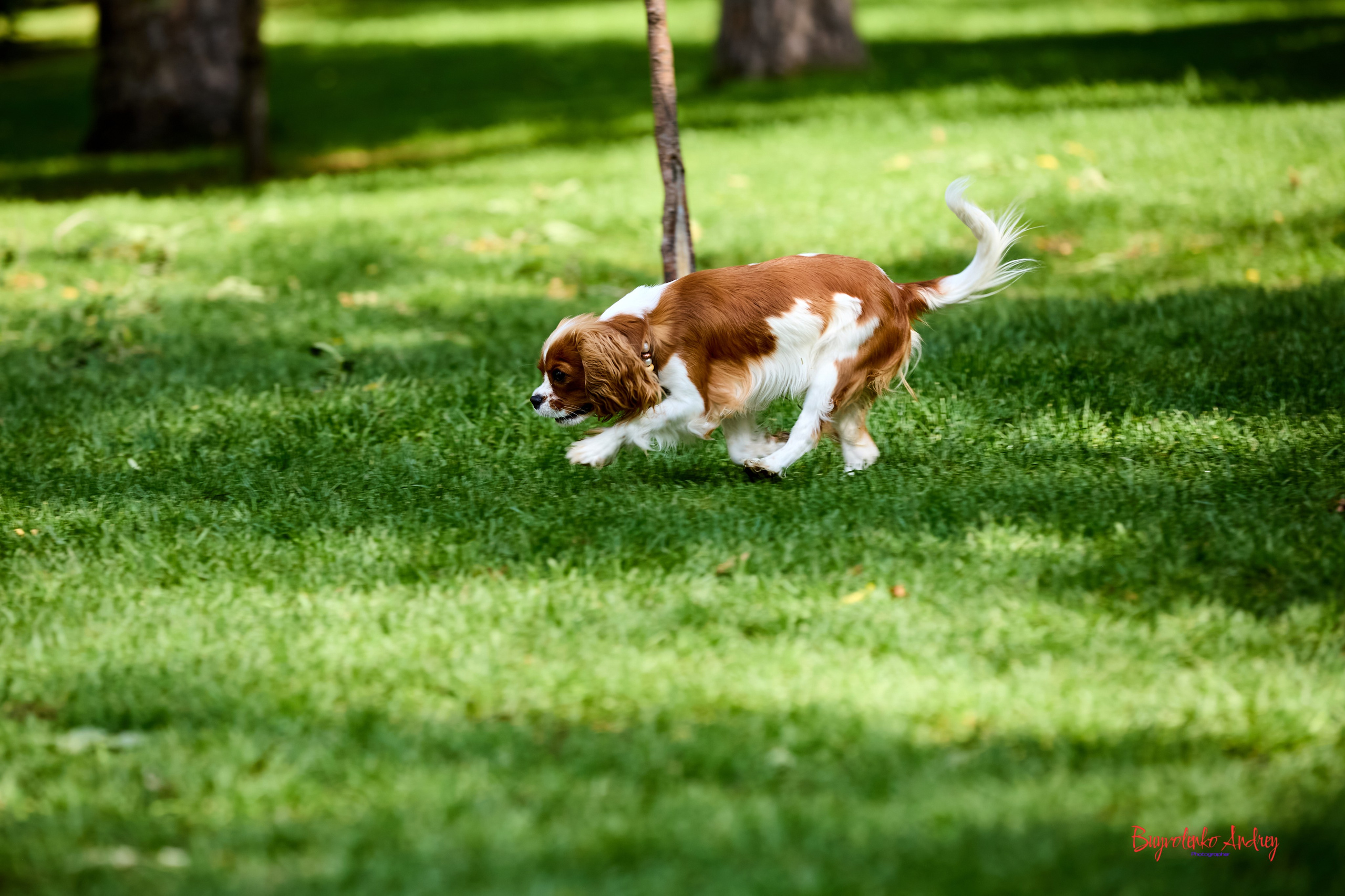 Фотопрогулка с кавалерами. Buyvolenko Andrey