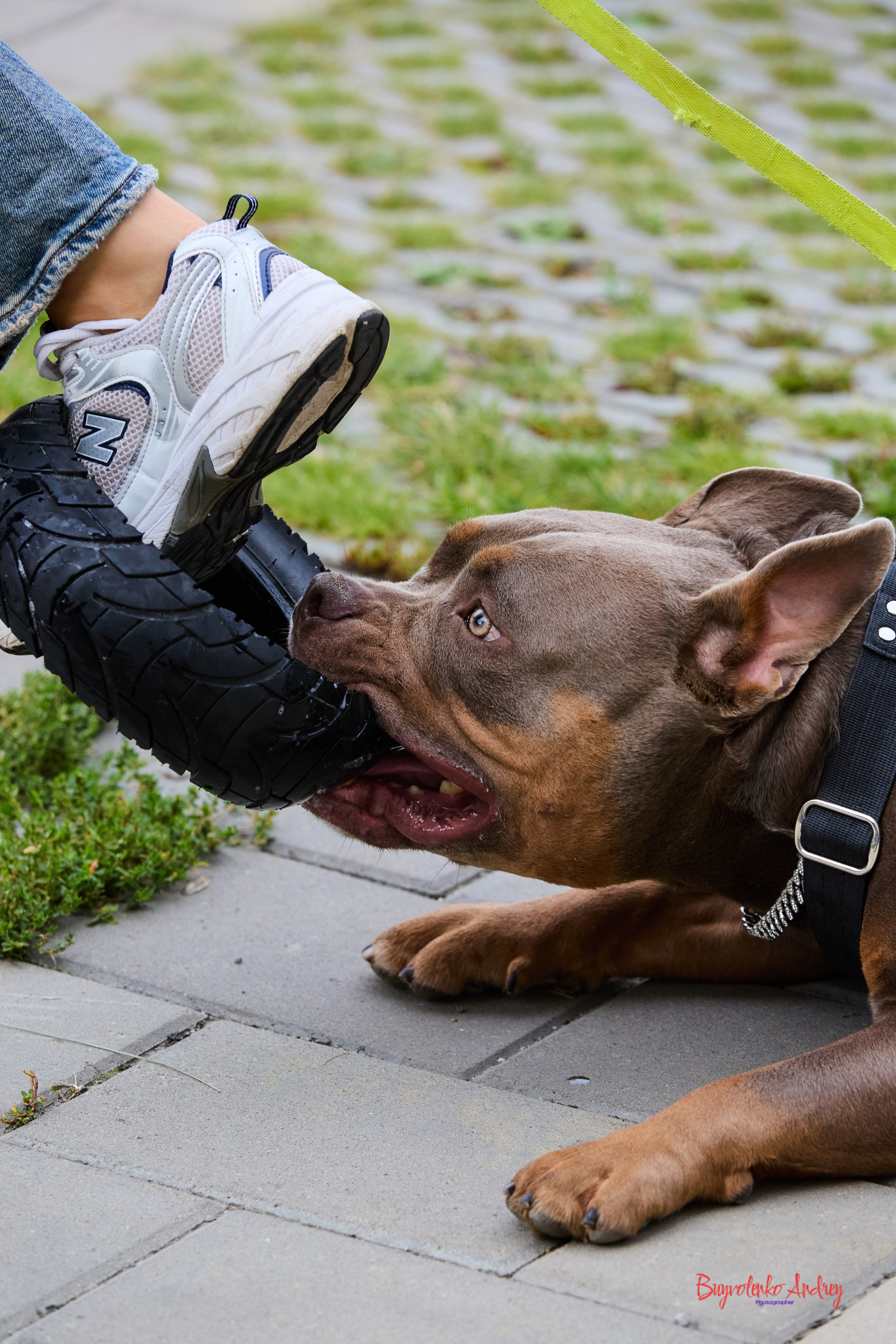 Проект фотопрогулка с хвостиком. Buyvolenko Andrey