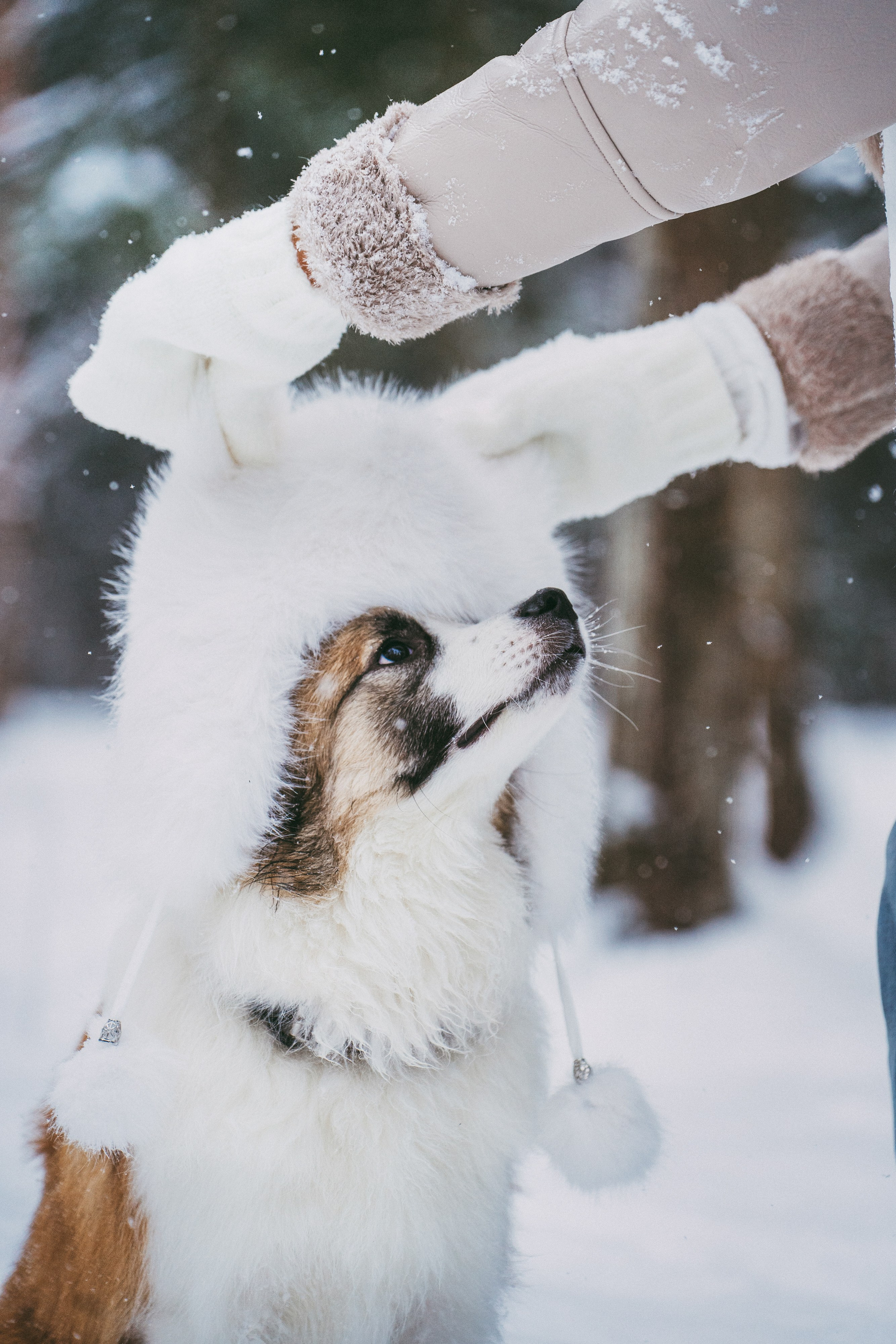 Катя, Анатолий и Елай. Фотограф анималист в Москве и Санкт-Петербурге Свиридова Анна