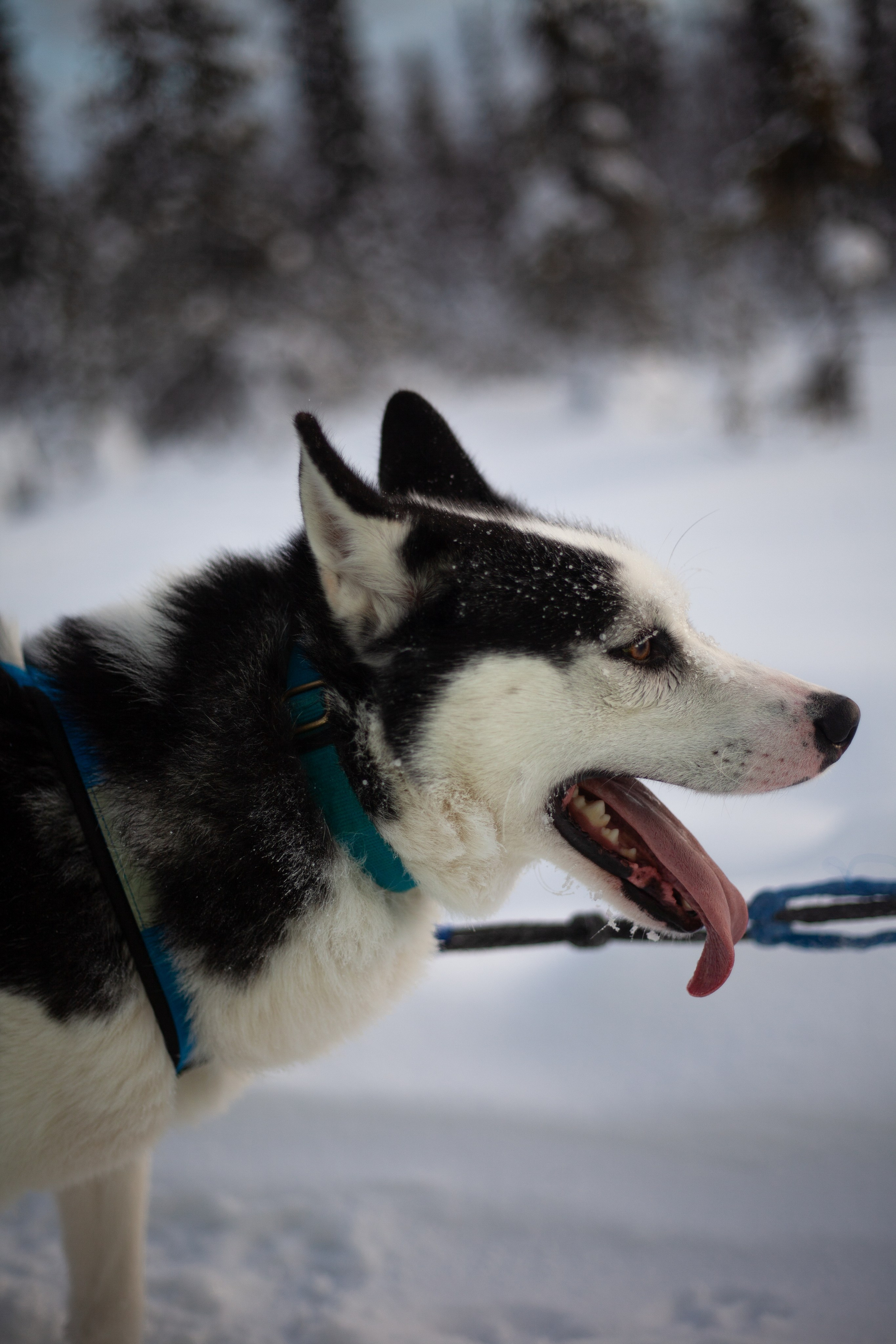 Путешествие по Териберке. Северное сияние. Уникальные экспедиции — LUCKY CLAN