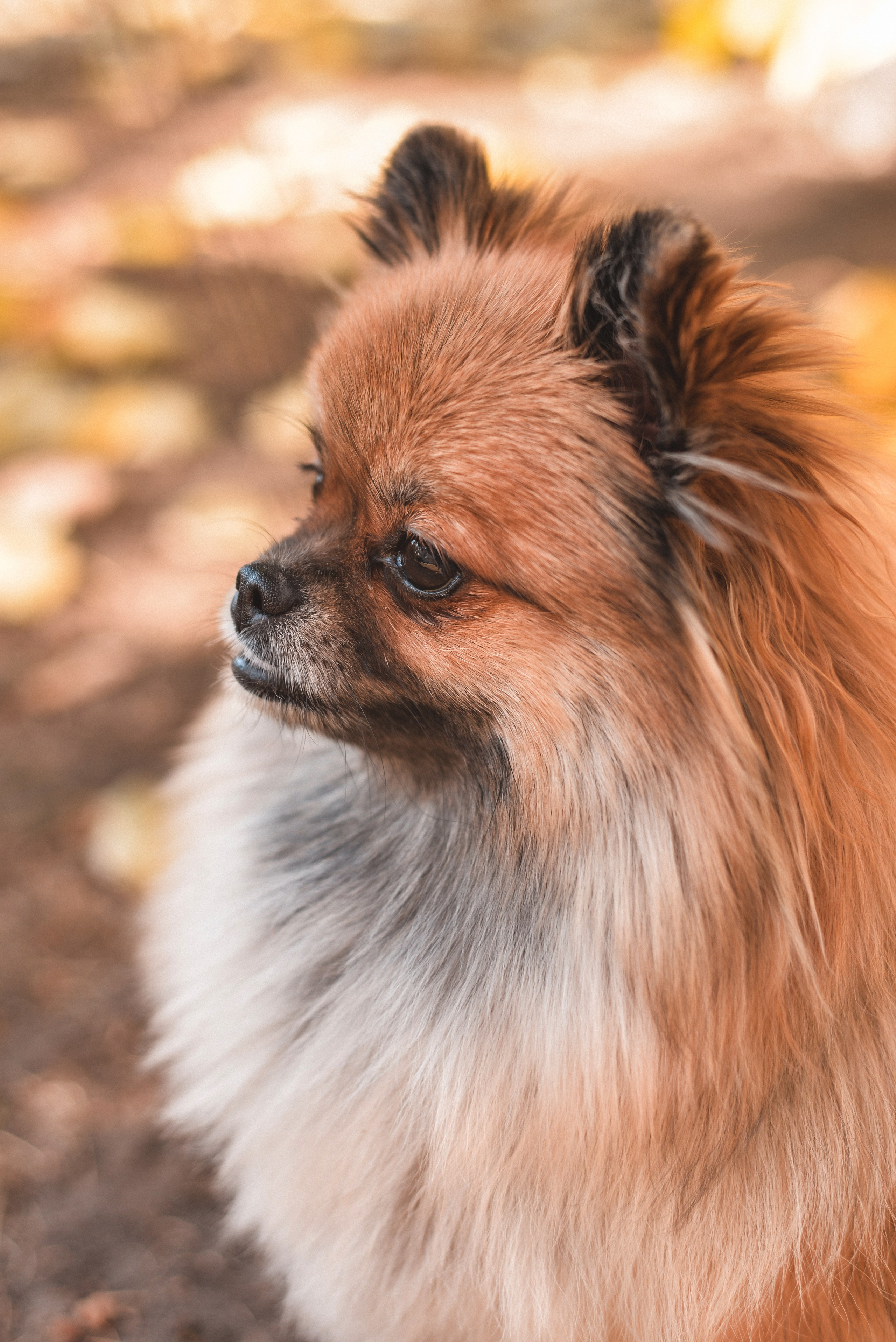 Алина с Кнопкой прогулка. Семейный и свадебный фотограф Галина Абакумова, фотосессии в Белгороде