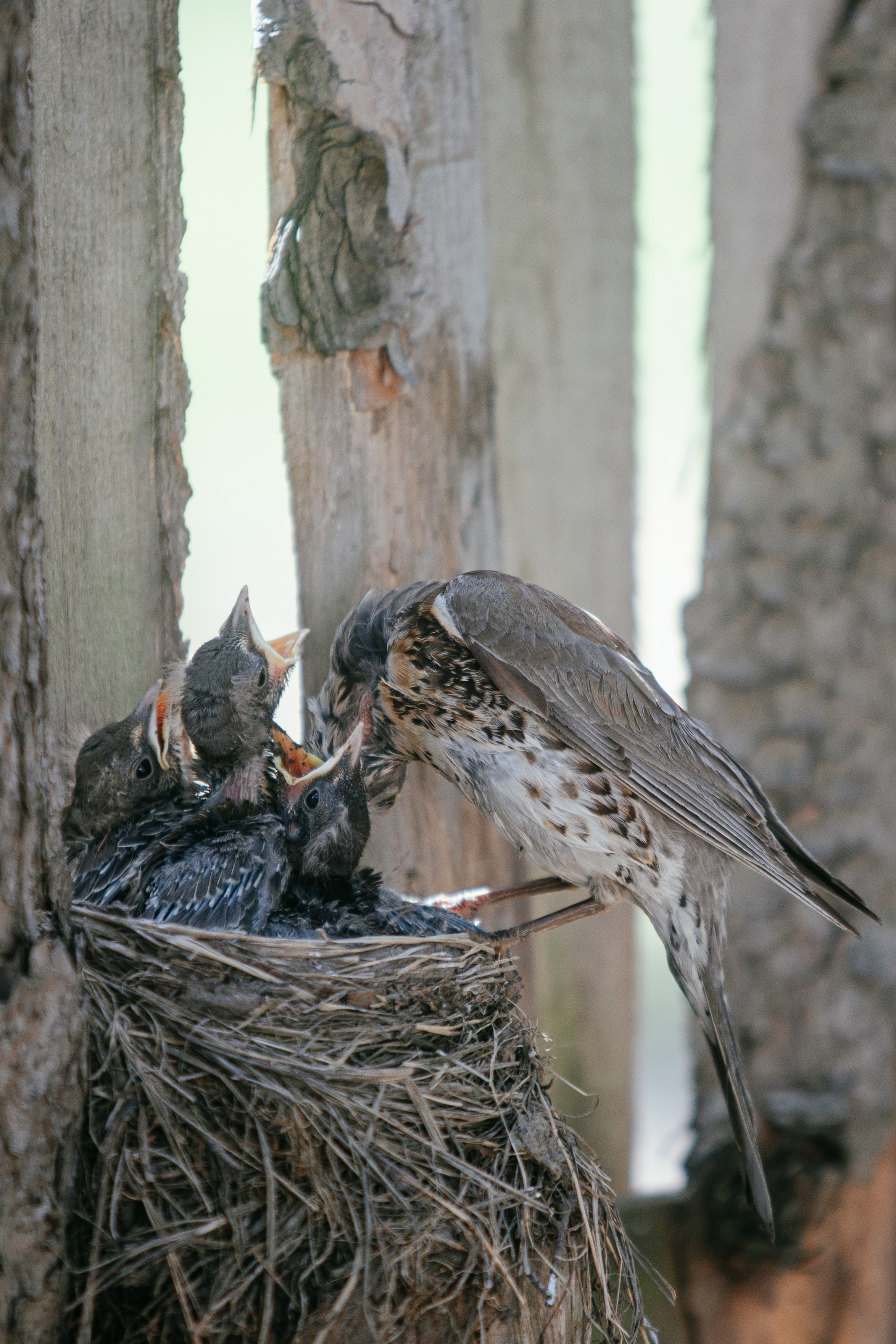 Выпускной в начальной школе. Арт-фотограф Крис Л. в Тобольске: портрет, семейные, свадьбы