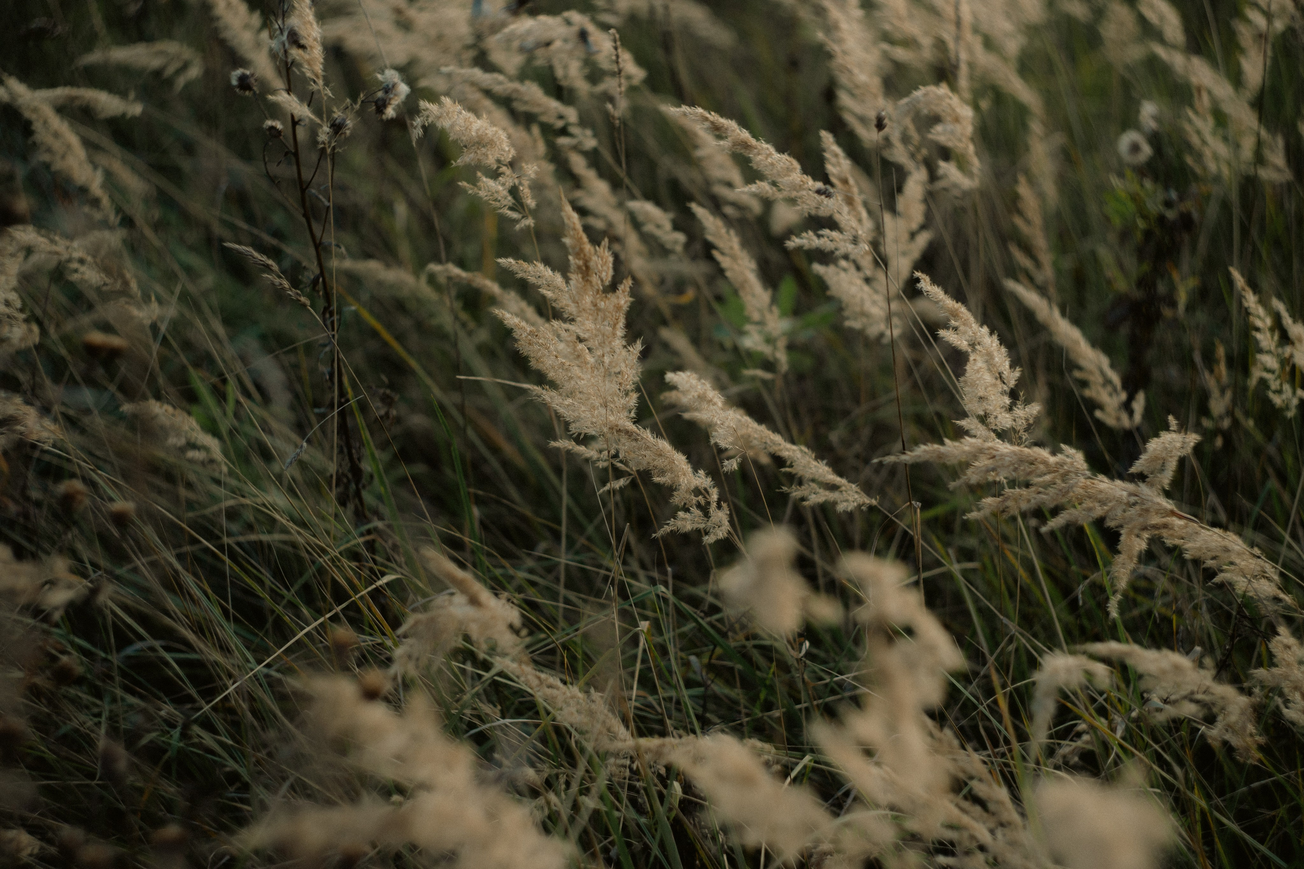 Сентябрь 2023. Efremovaphoto.ru