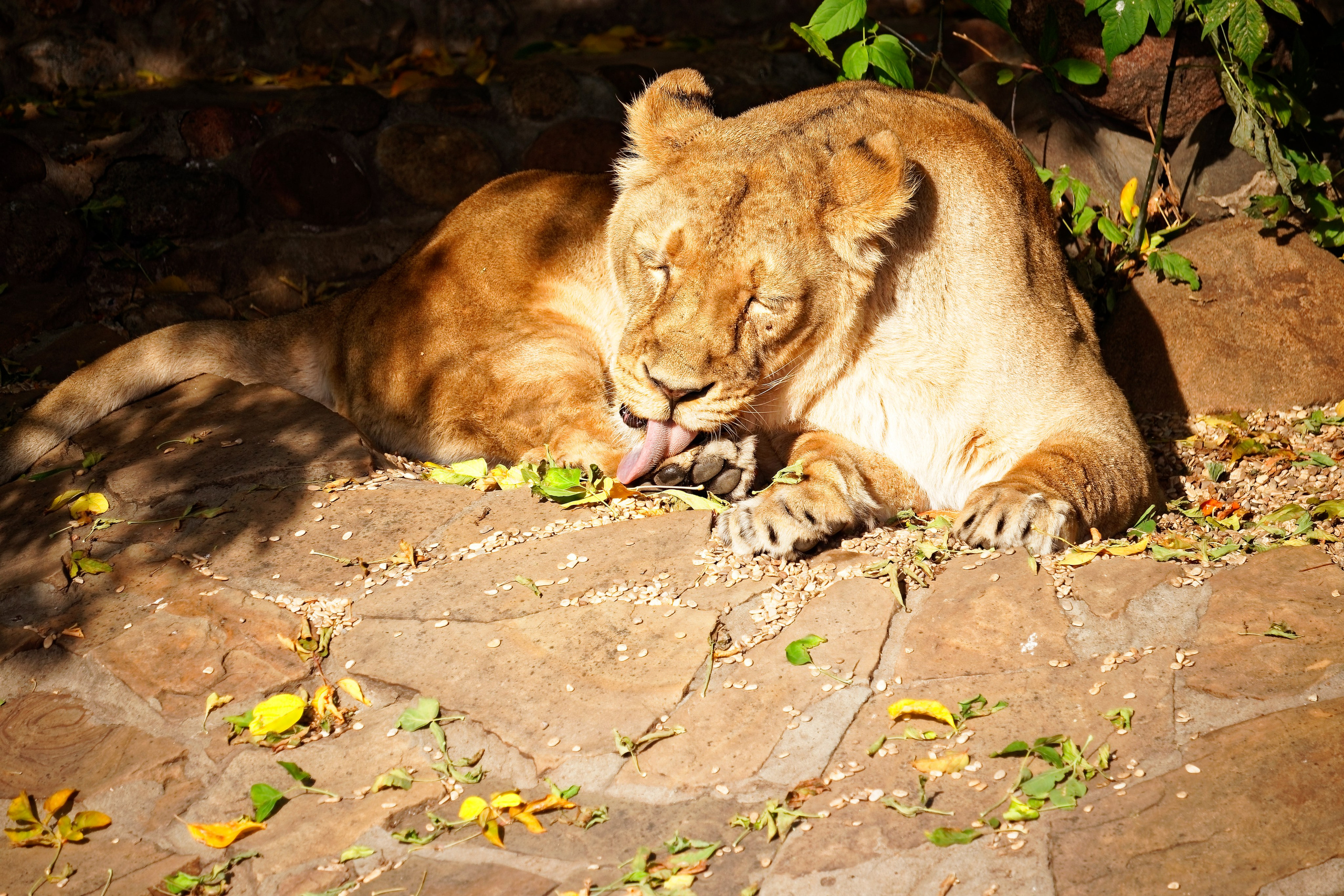 МОСКОВСКИЙ ЗООПАРК. Фотограф Владимир Роля