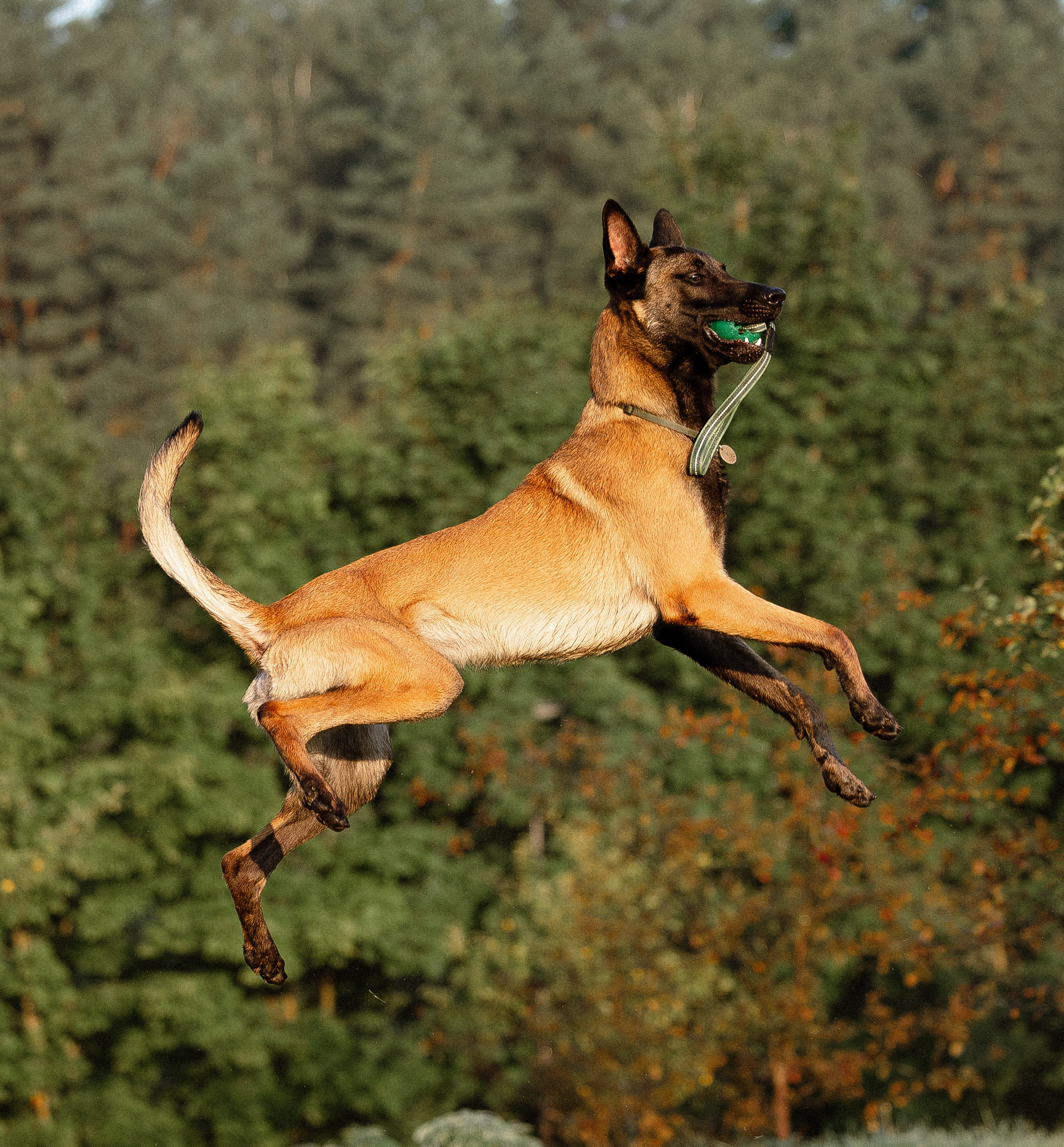 Галина и Кодекс. Фотограф и видеограф анималист Аганина Дарья