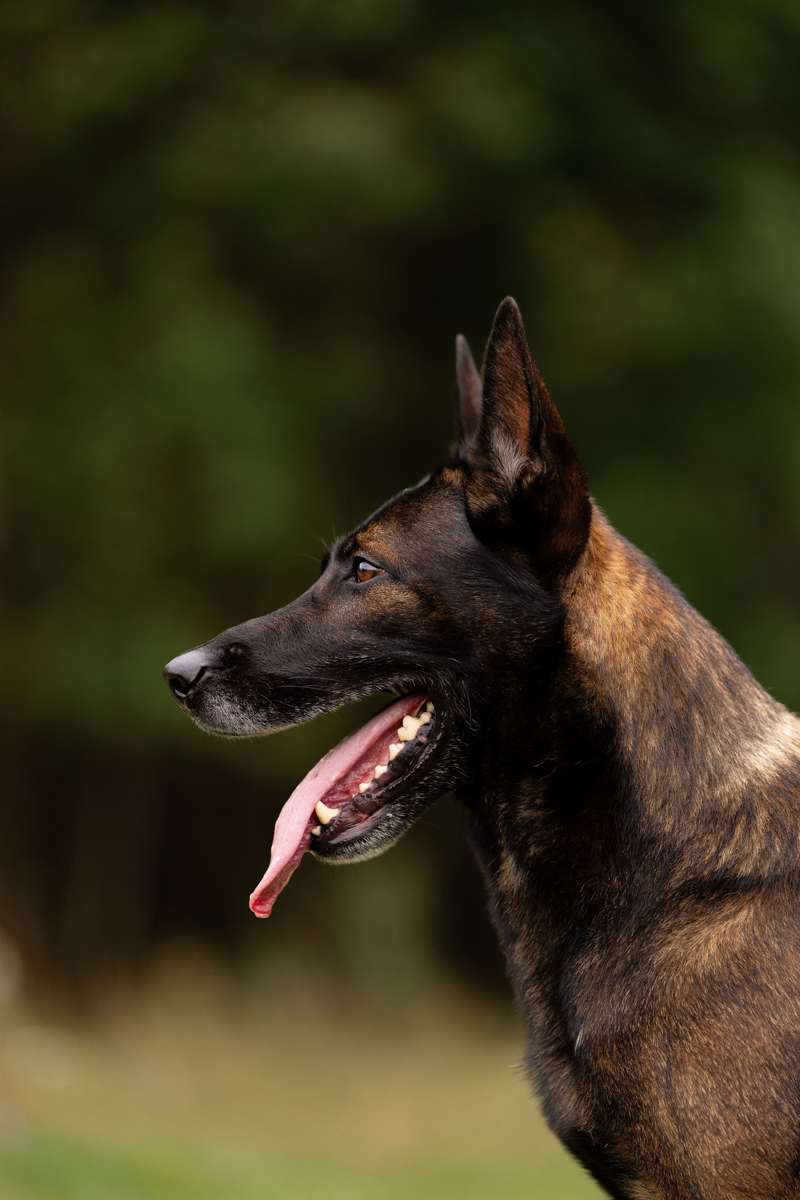 Макс. Фотограф и видеограф анималист Аганина Дарья