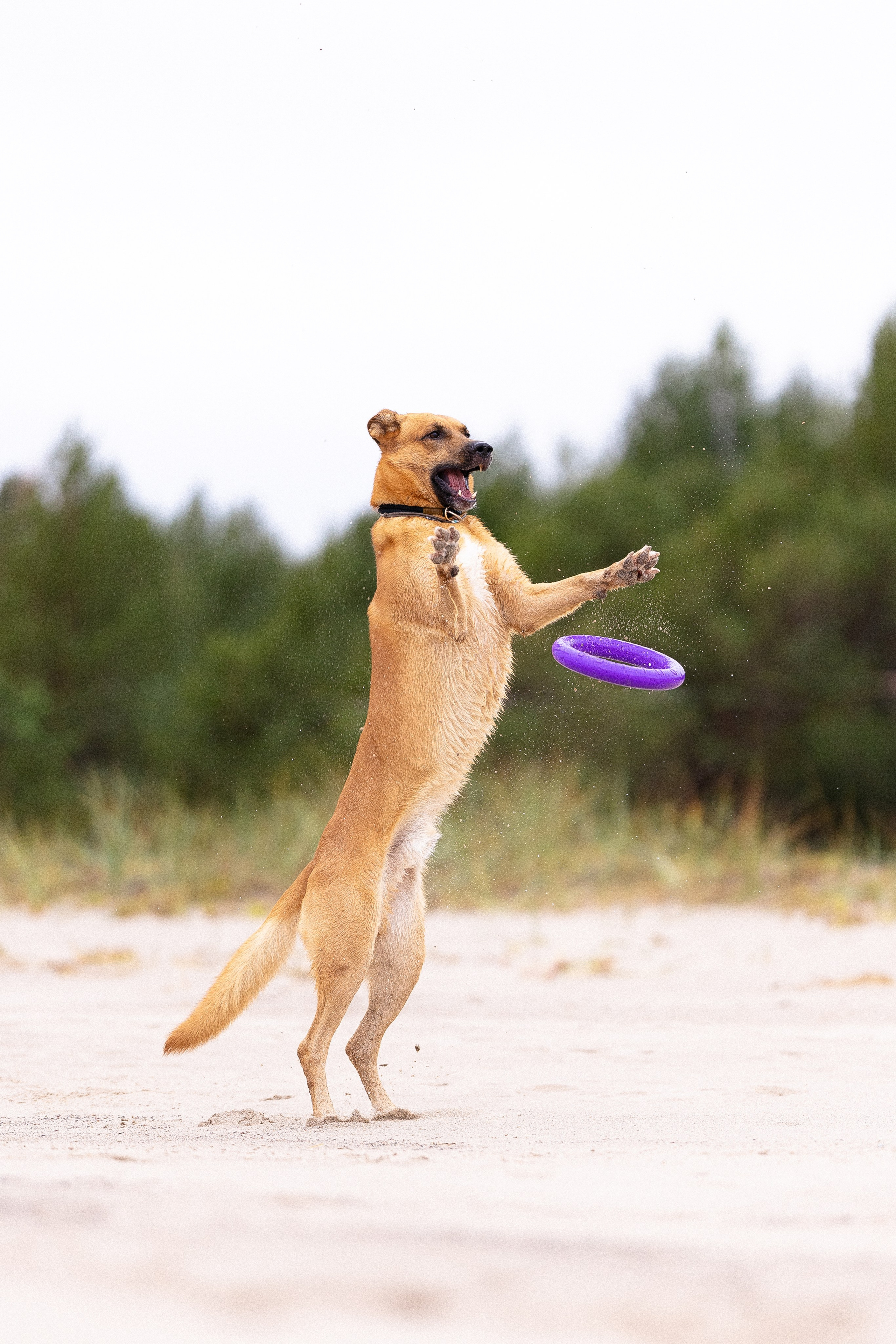 Karelia. Фотограф и видеограф анималист Аганина Дарья