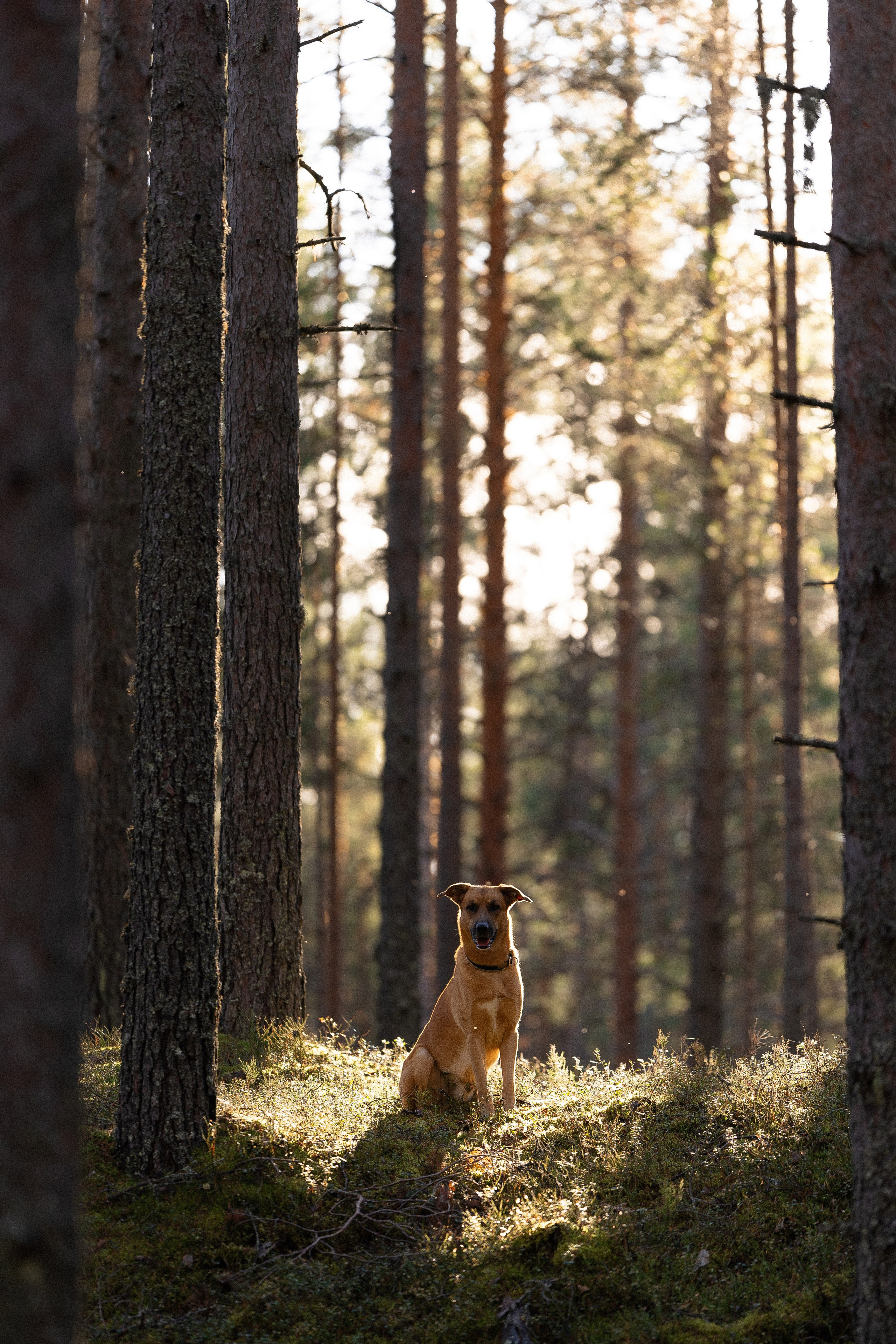 Karelia. Фотограф и видеограф анималист Аганина Дарья