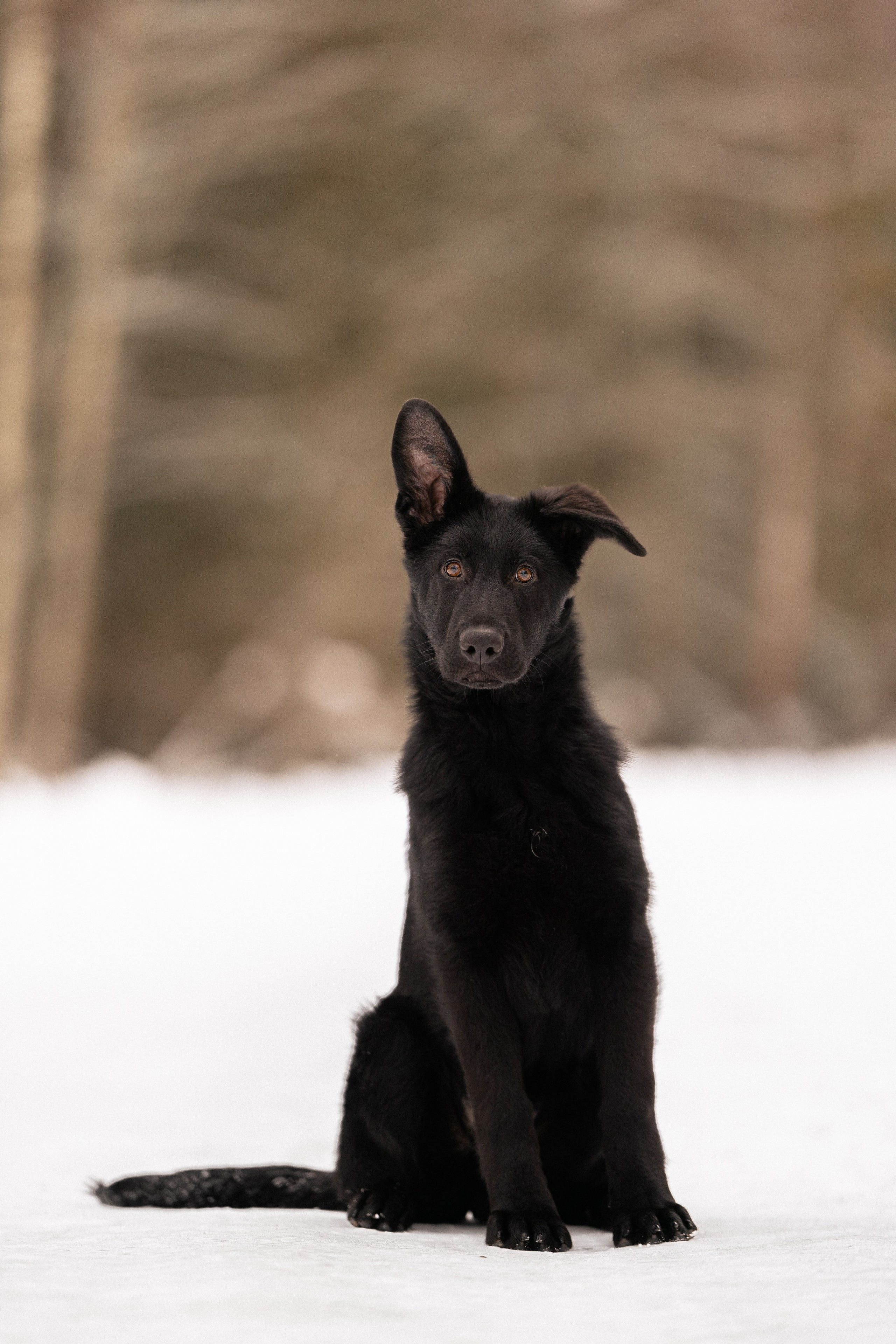 Немецкая овчарка. Фотограф и видеограф анималист Аганина Дарья