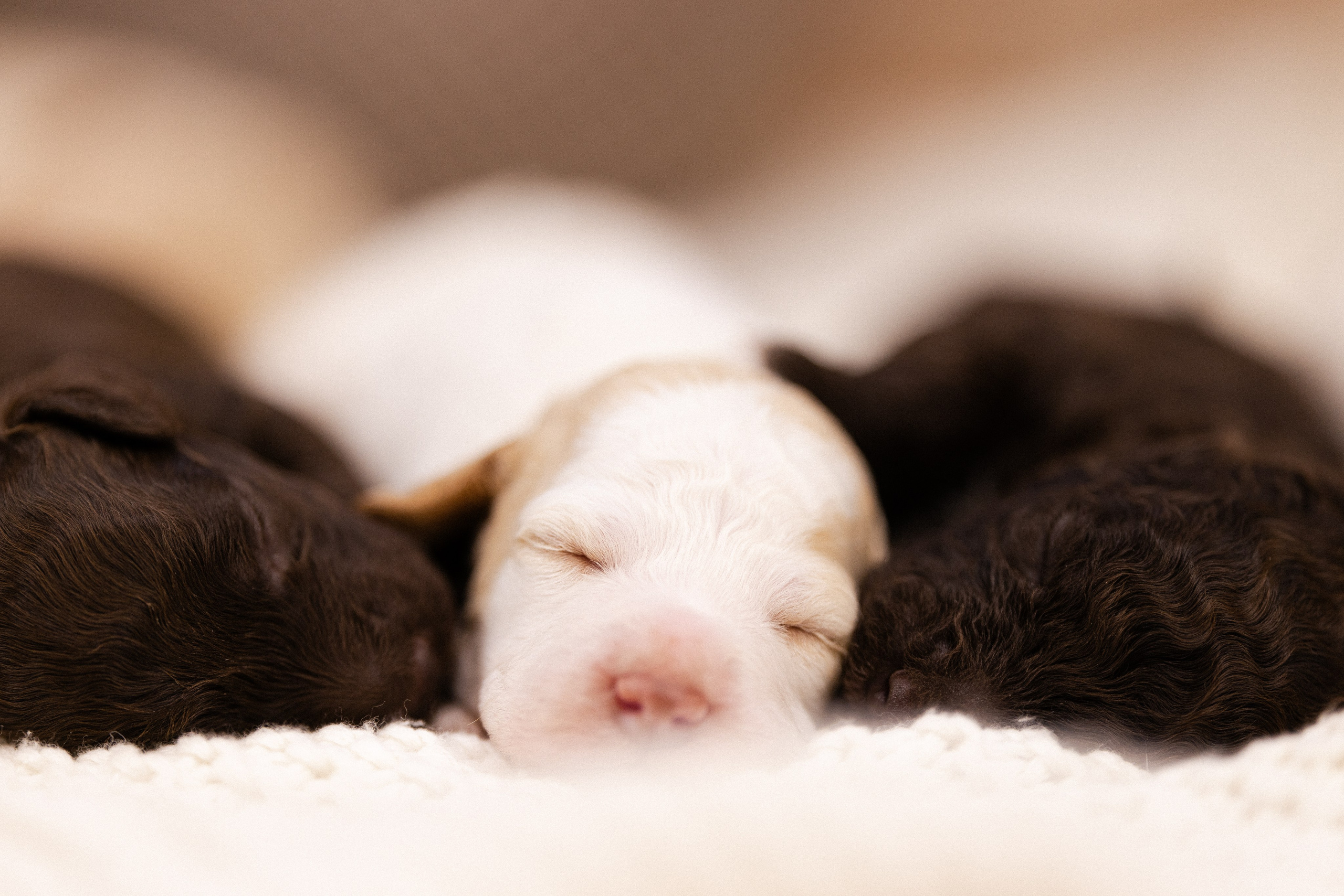 Лаготто Романьоло. Фотограф и видеограф анималист Аганина Дарья