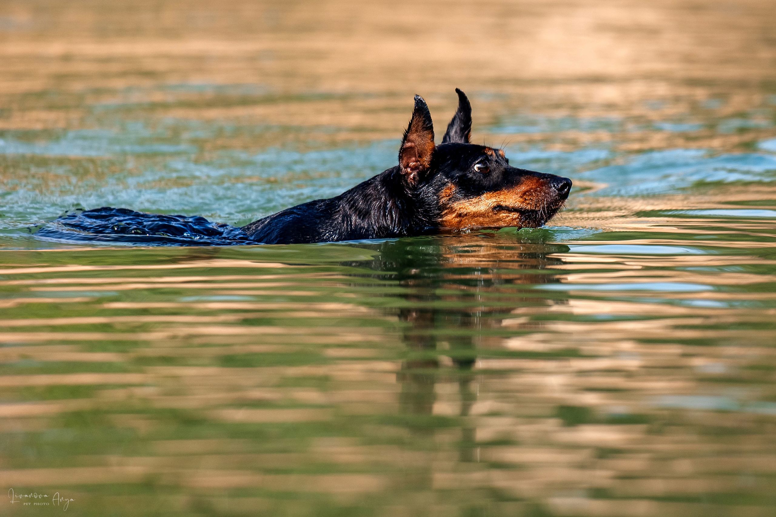 Троицкий карьер. Фотограф анималист Аня Ливанова | Рыбинск