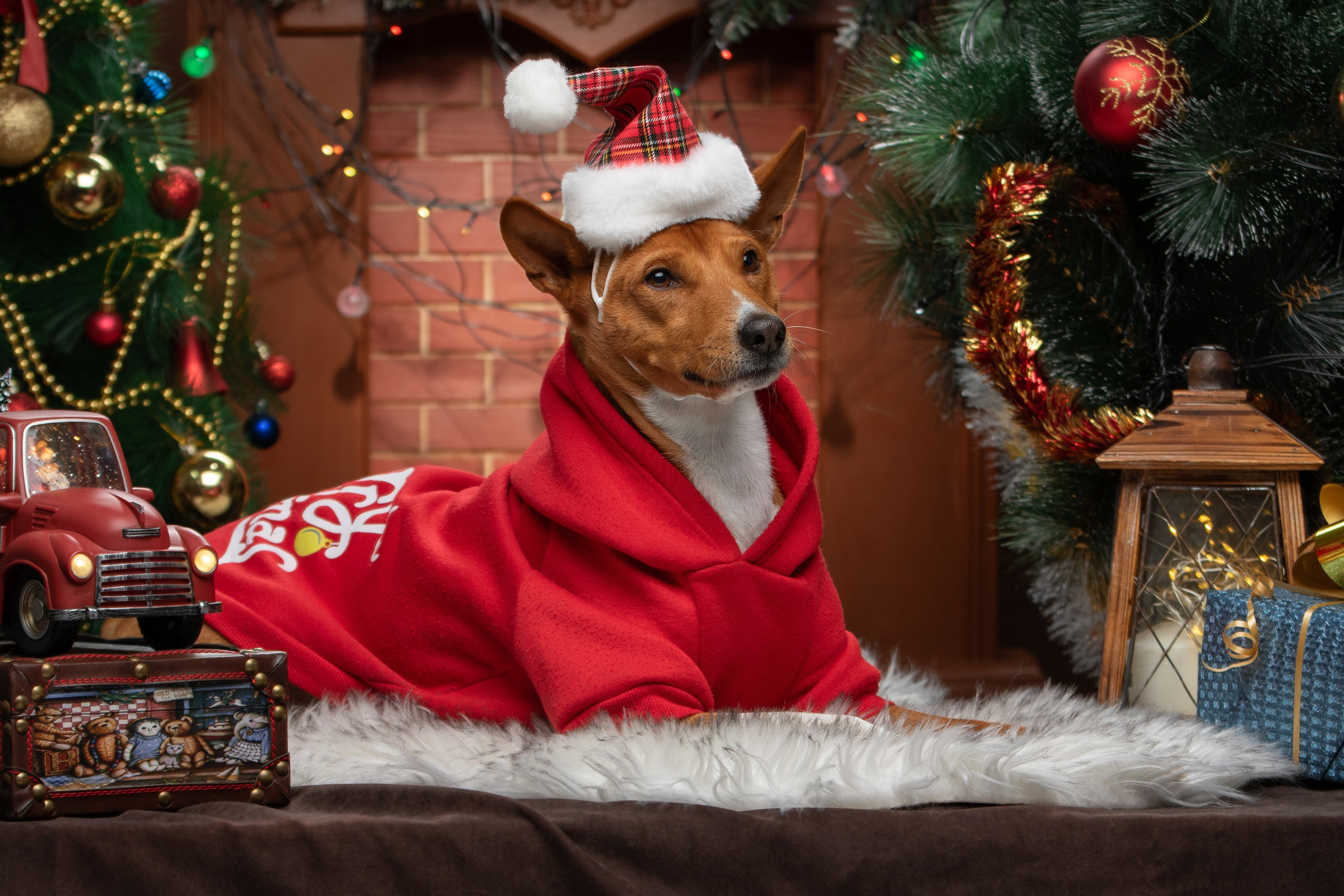 Фотограф-анималист Юлия Зубкова