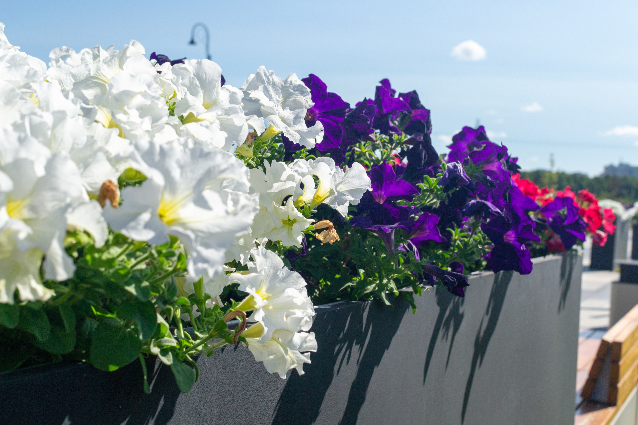 Тульская областная онкологическая больница (лето-цветы, NIKON D3100 35 мм F1,8)). Фотограф в Туле Крупский АнДРей. Фотостудия «КАДР71» в Туле