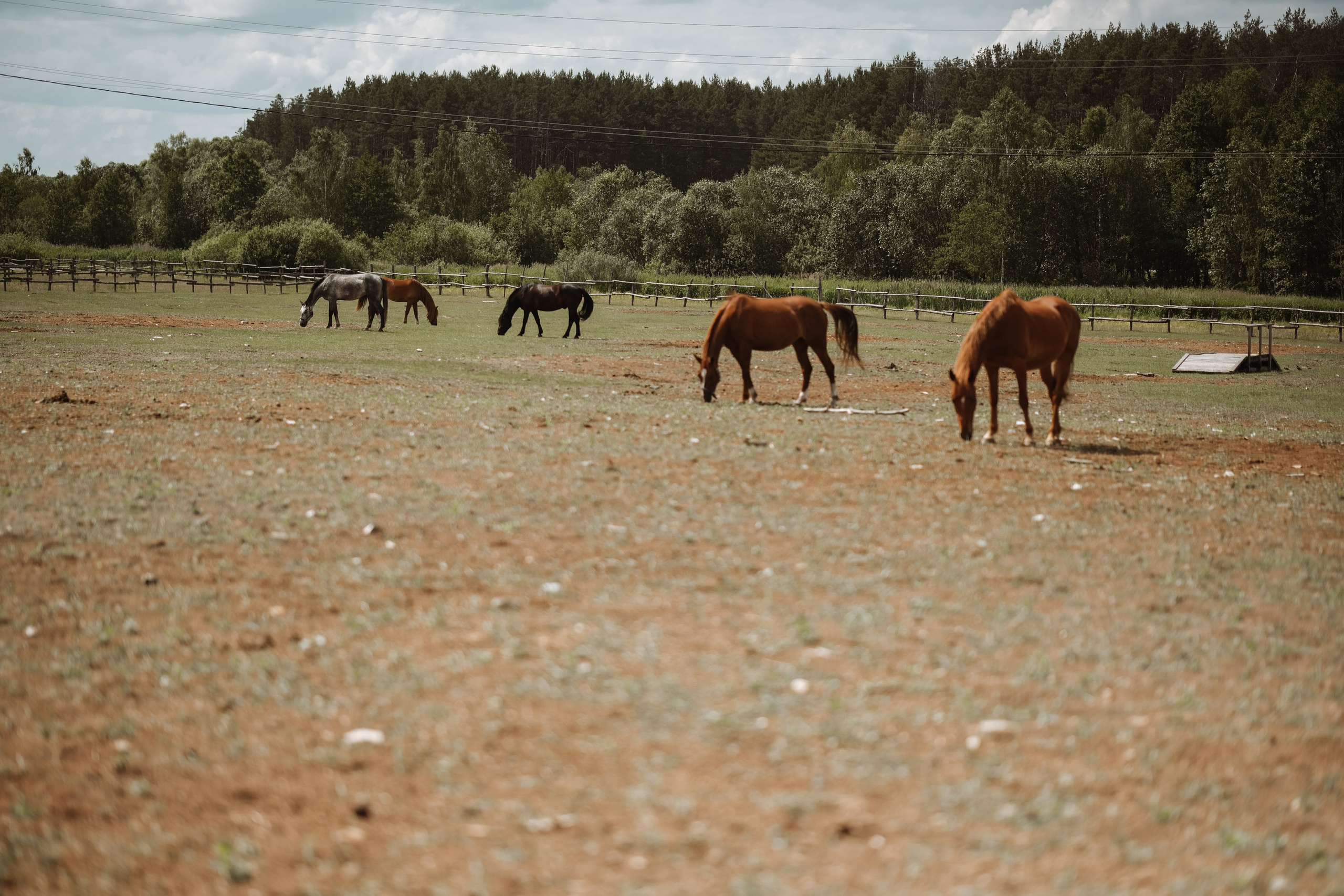 Фотосессия для деовчек!. Фотограф новорожденных в Брянске Анжелика Прохоренкова