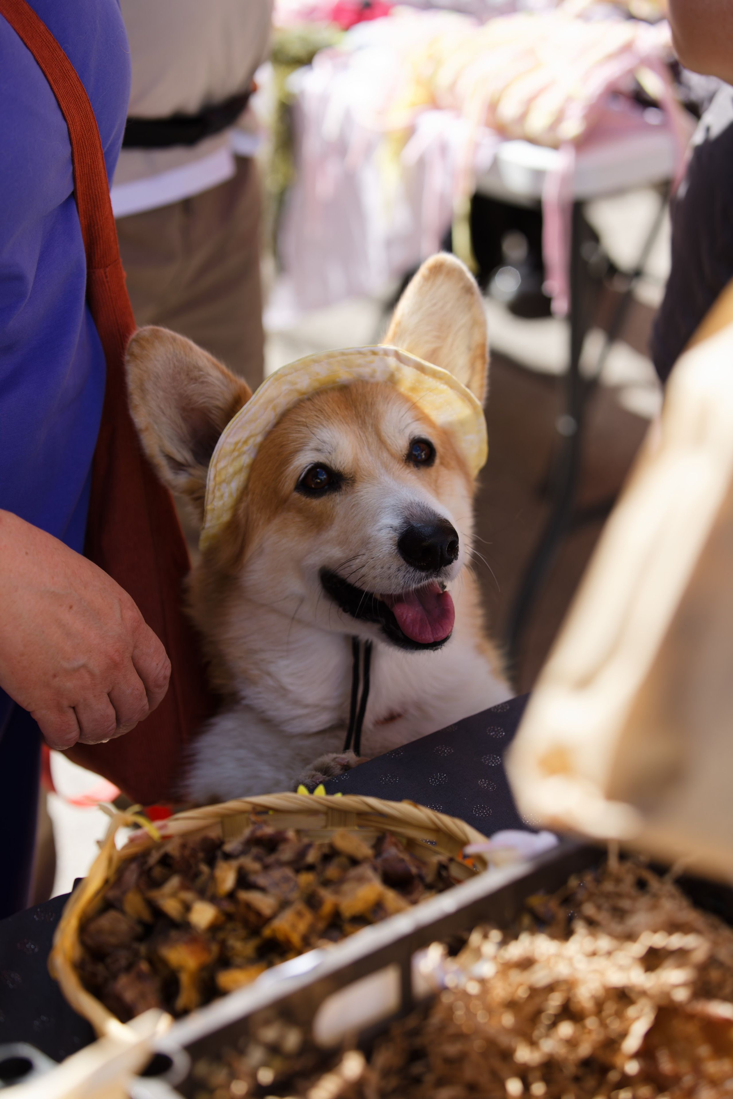 Вечеринка для собак Oh my dog 20.07.2025. Репортажный и спортивный фотограф в г. Пермь Зильберг Павел