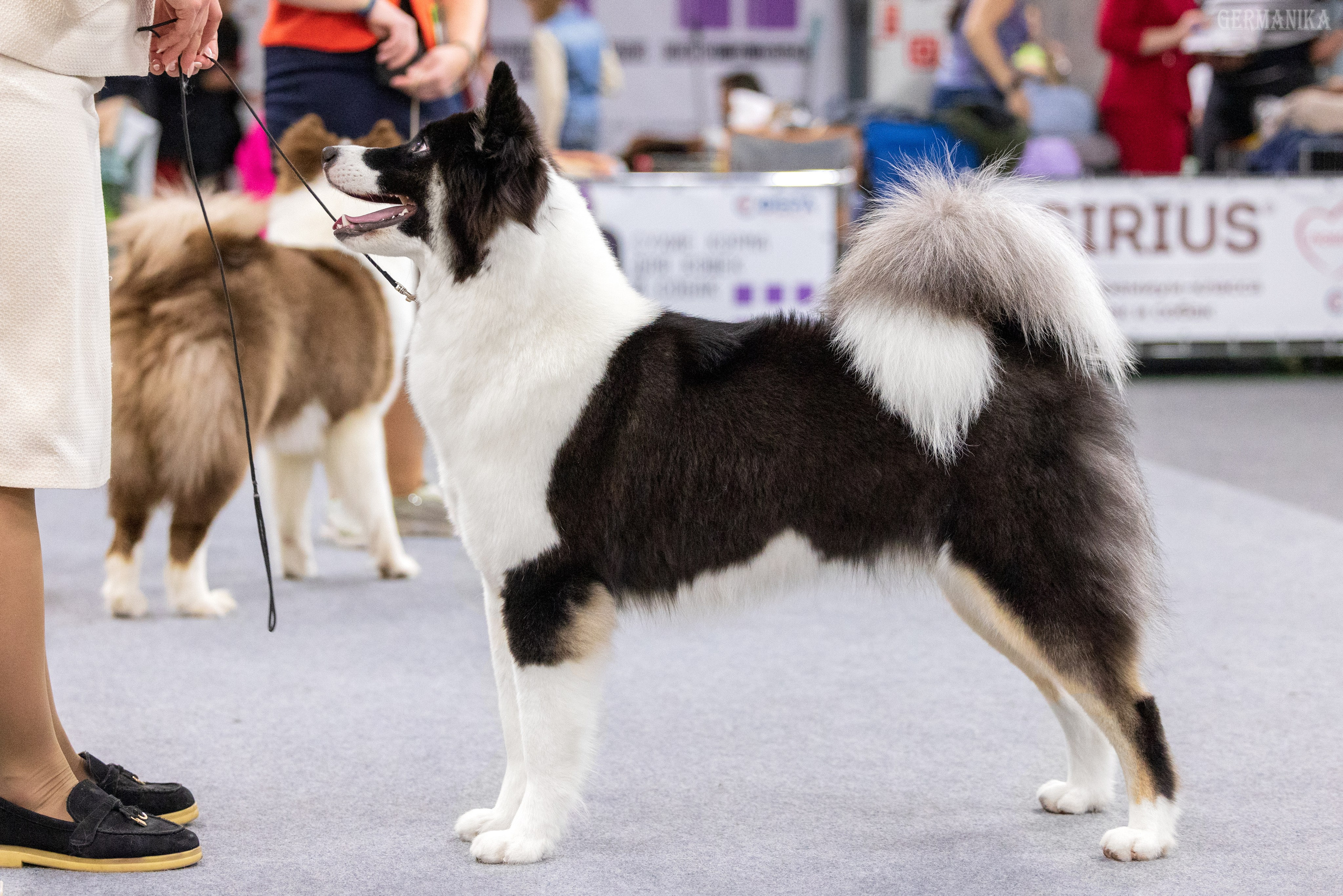 Крокус 10.02,Сфера 11.02.2024. Фотограф-анималист Юлия Германика