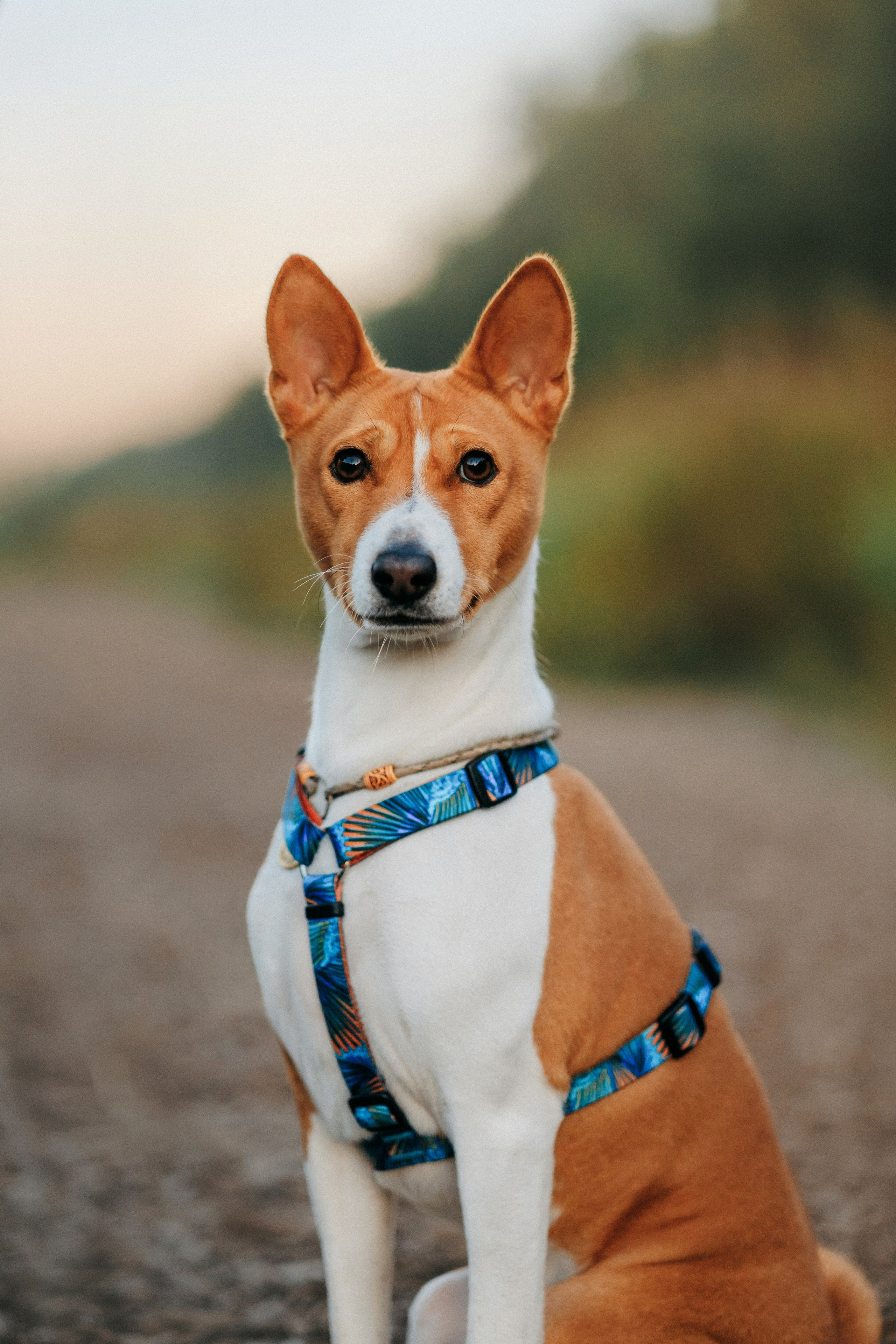 Лена и Джин. Фотограф-анималист Елена Радченко, Москва
