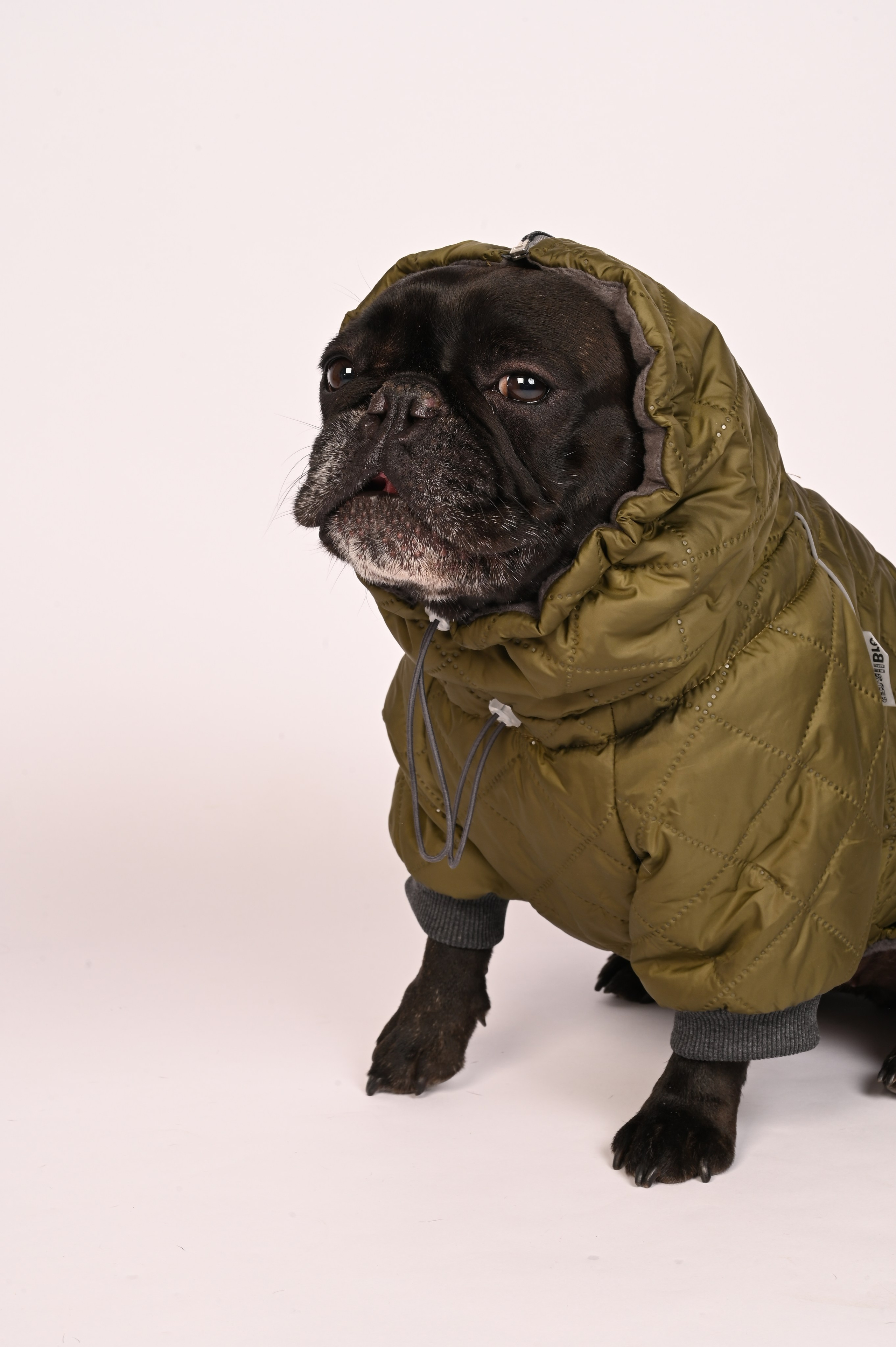 Одежда для собак. Семейный и детский фотограф во Фрязино, Ивантеевке и Щелково Матвеева