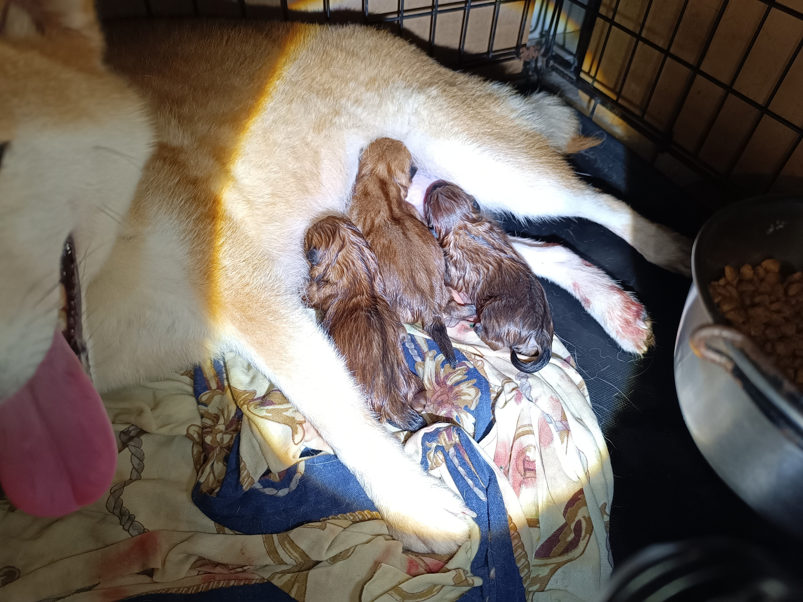 Помет h общее. AMERICAN AKITA RUBYLIGHT KENNEL I SHIBA-INU