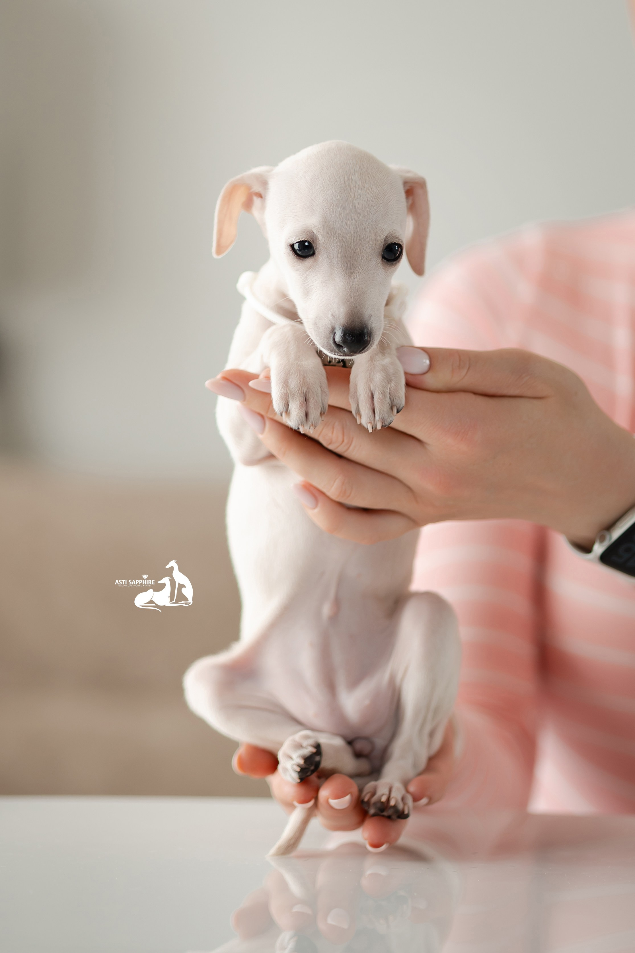 Белоснежные. Professional Italian Greyhound Kennel RKF/FCI ASTI SAPPHIRE 💎 Sochi|St. Petersburg