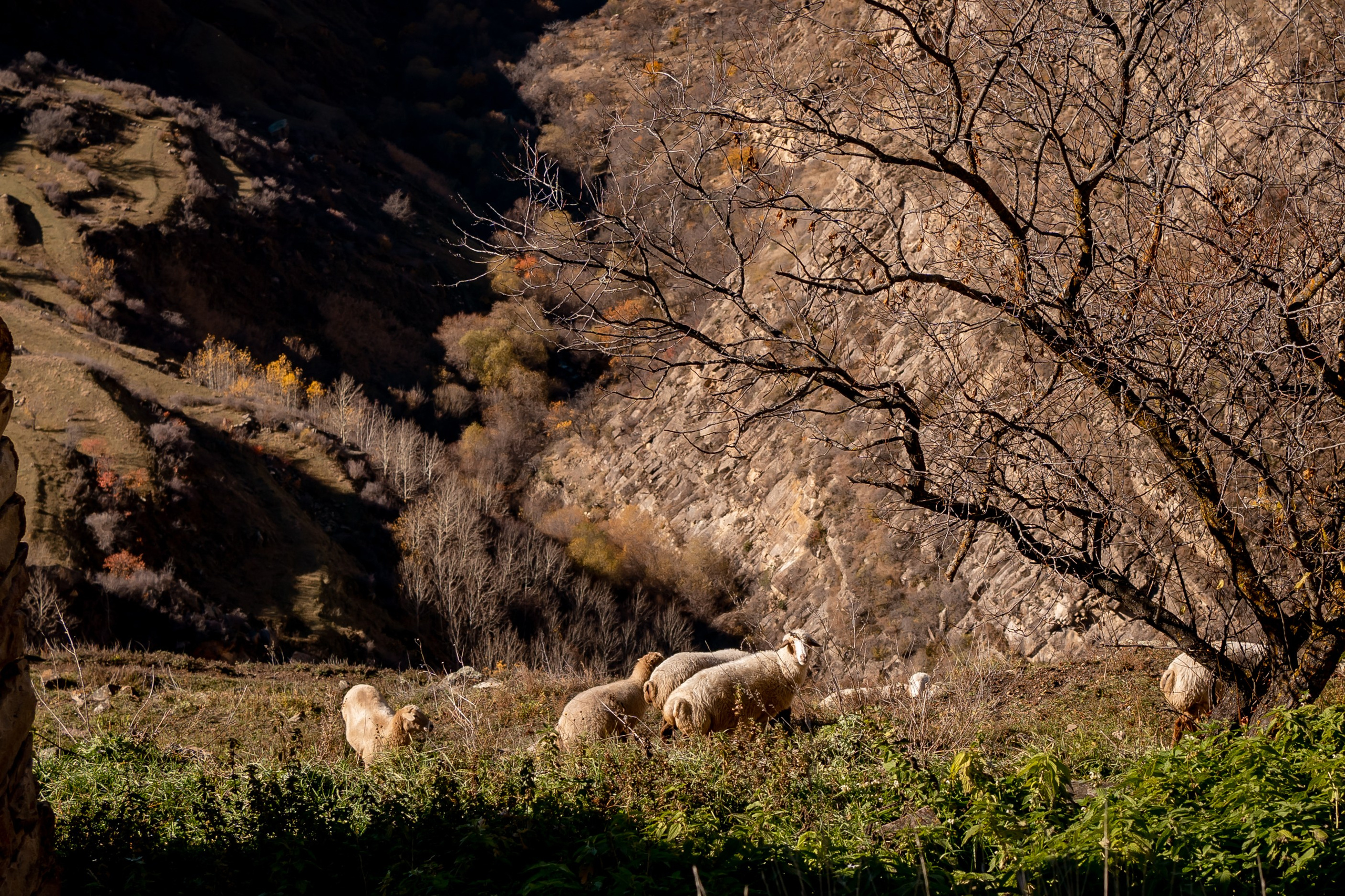 Дагестан. Семейный фотограф Варвара Сорока в городе Москве