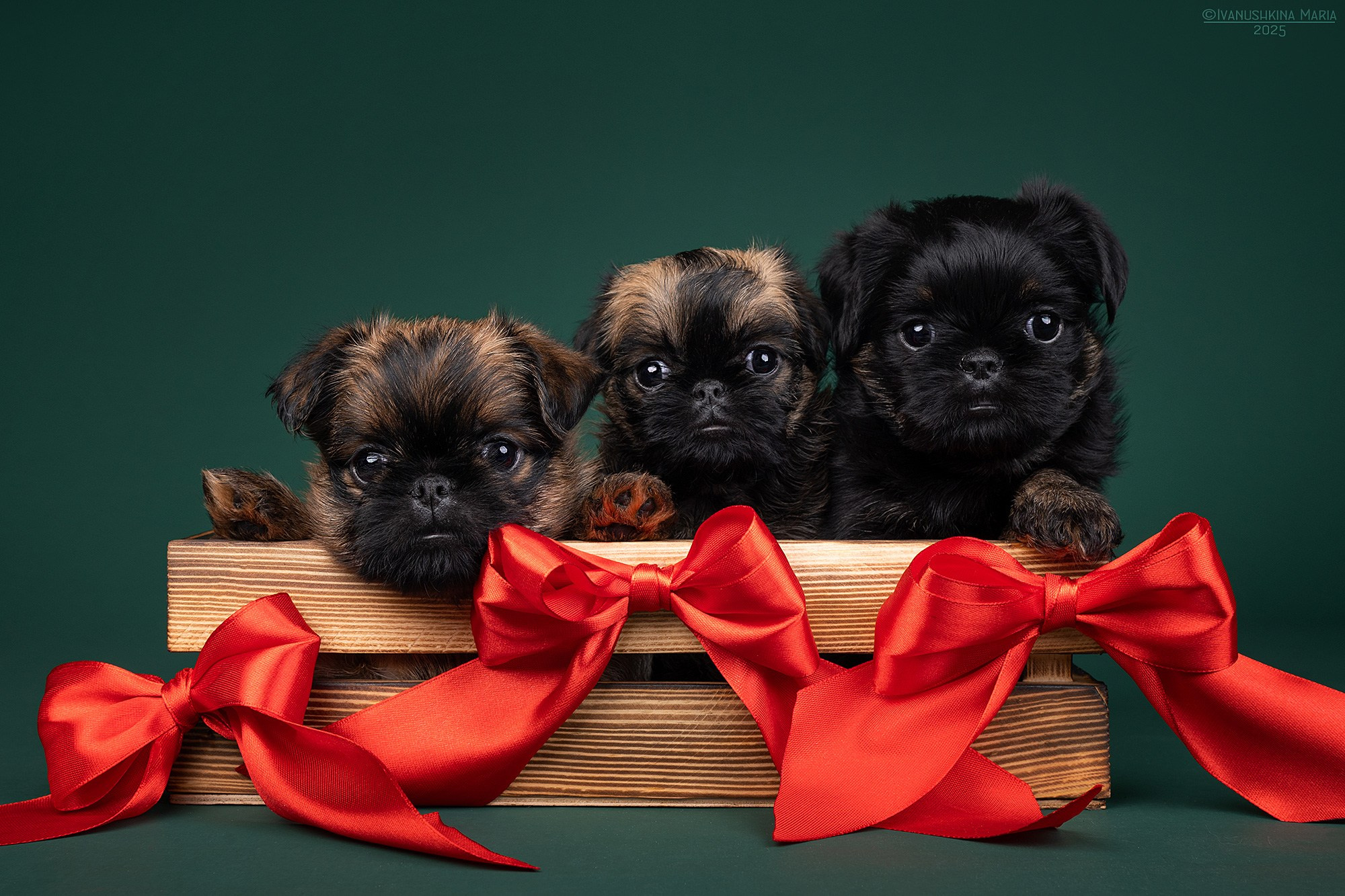 Фотосессия щенков на фонах. Фотограф собак в Москве и Московской области Иванушкина Мария