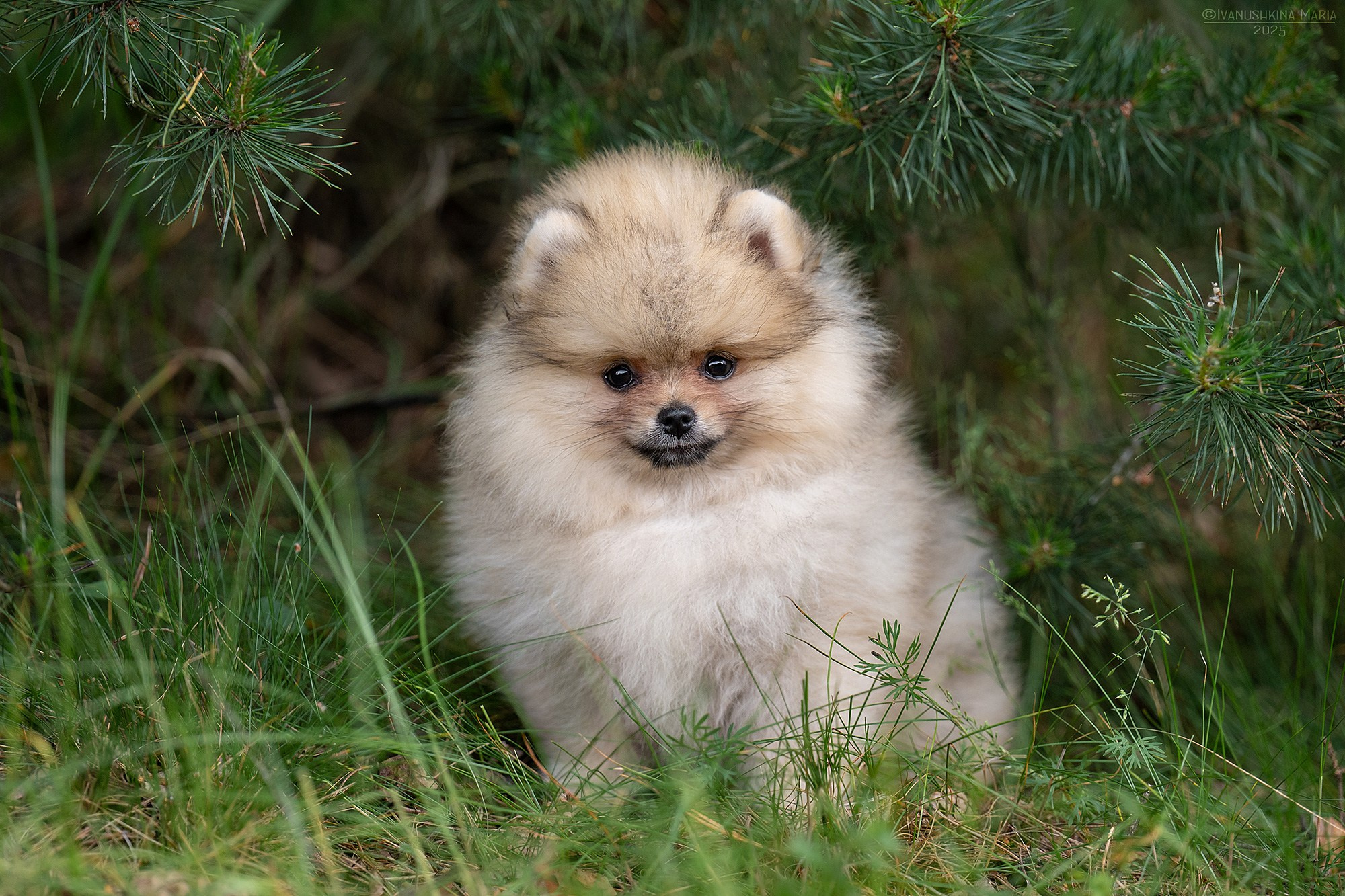 Фотосессия щенков на продажу. Фотограф собак в Москве и Московской области Иванушкина Мария