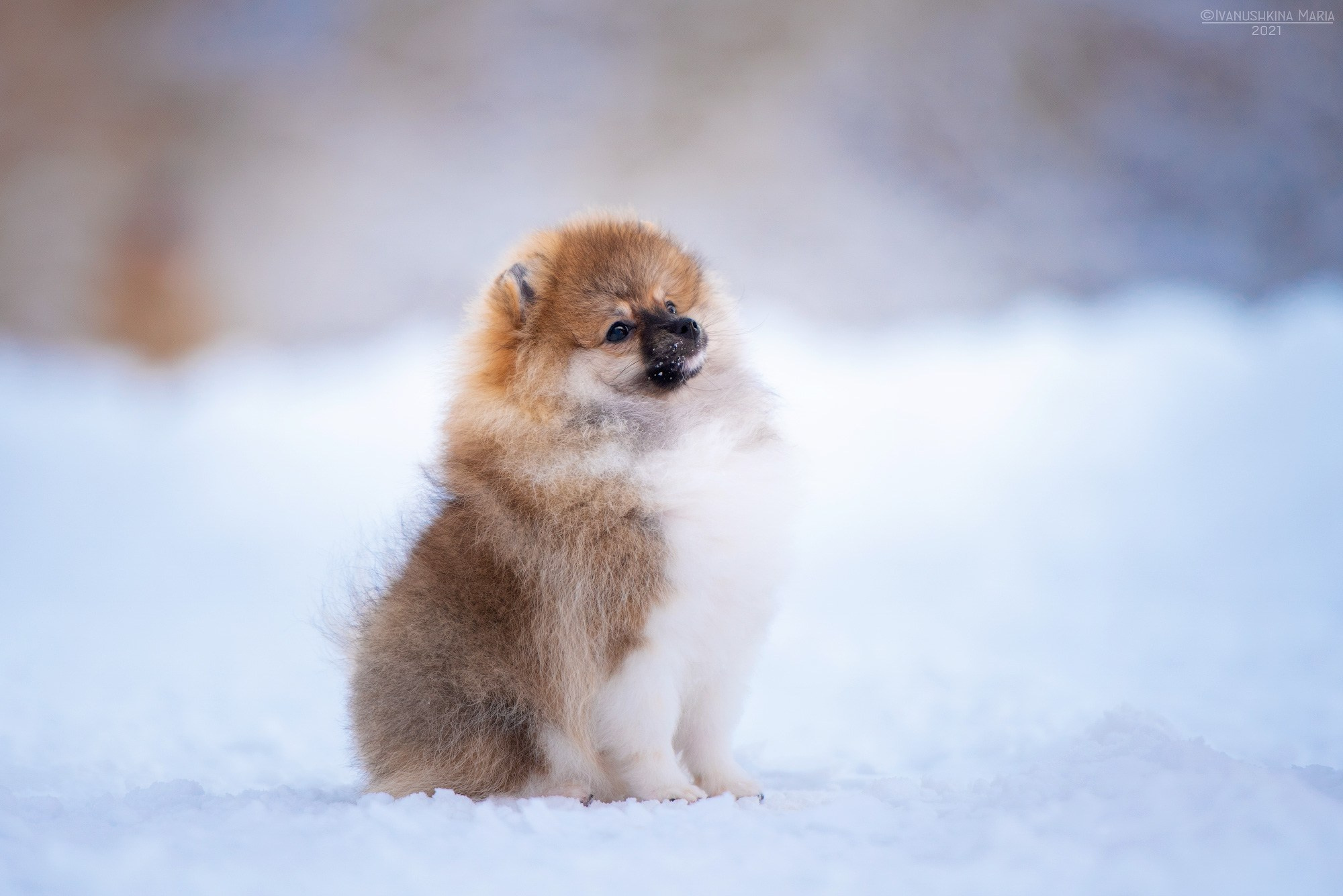 Фотосессия щенков на продажу. Фотограф собак в Москве и Московской области Иванушкина Мария