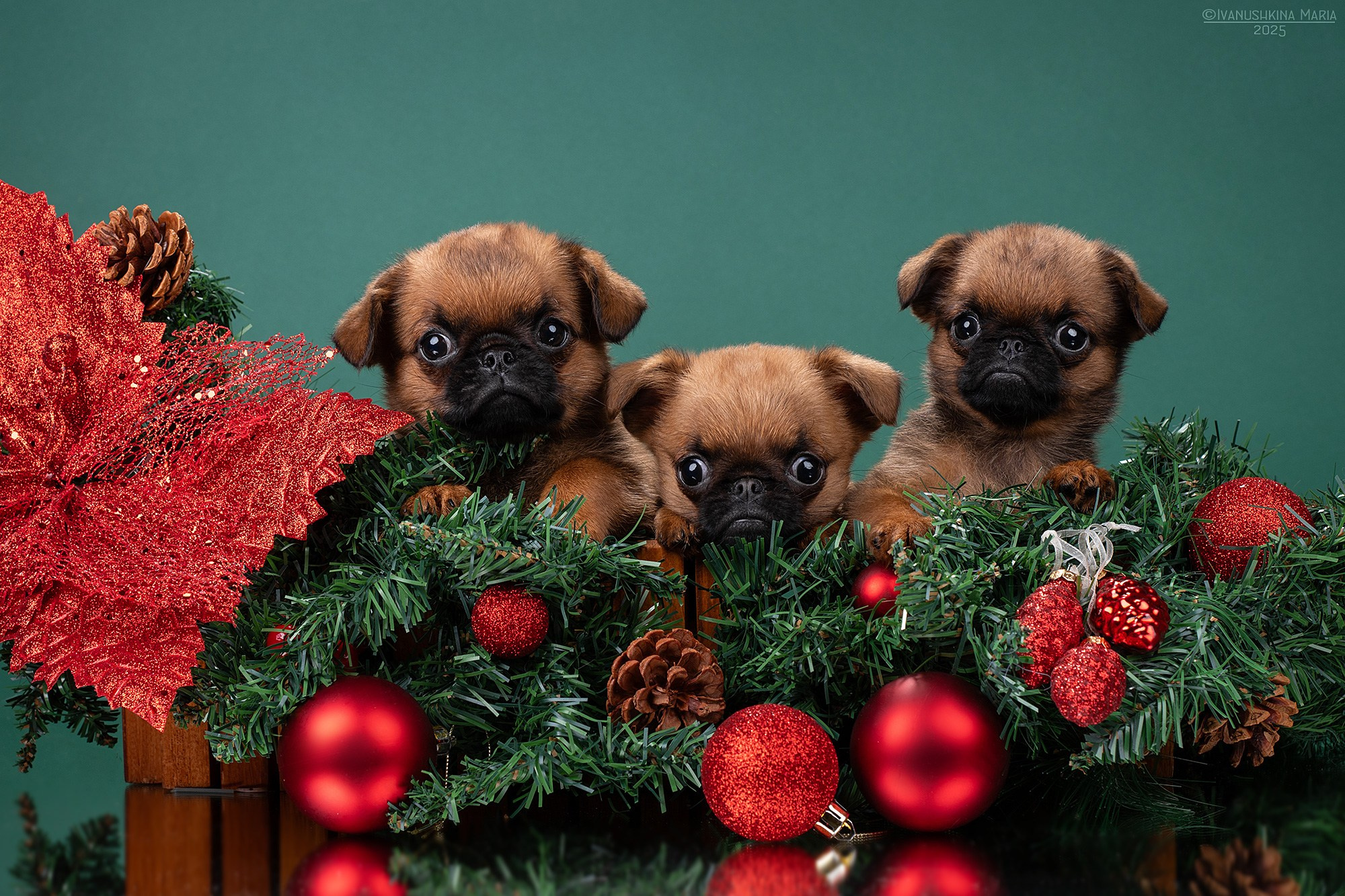 Фотосессия щенков на фонах. Фотограф собак в Москве и Московской области Иванушкина Мария