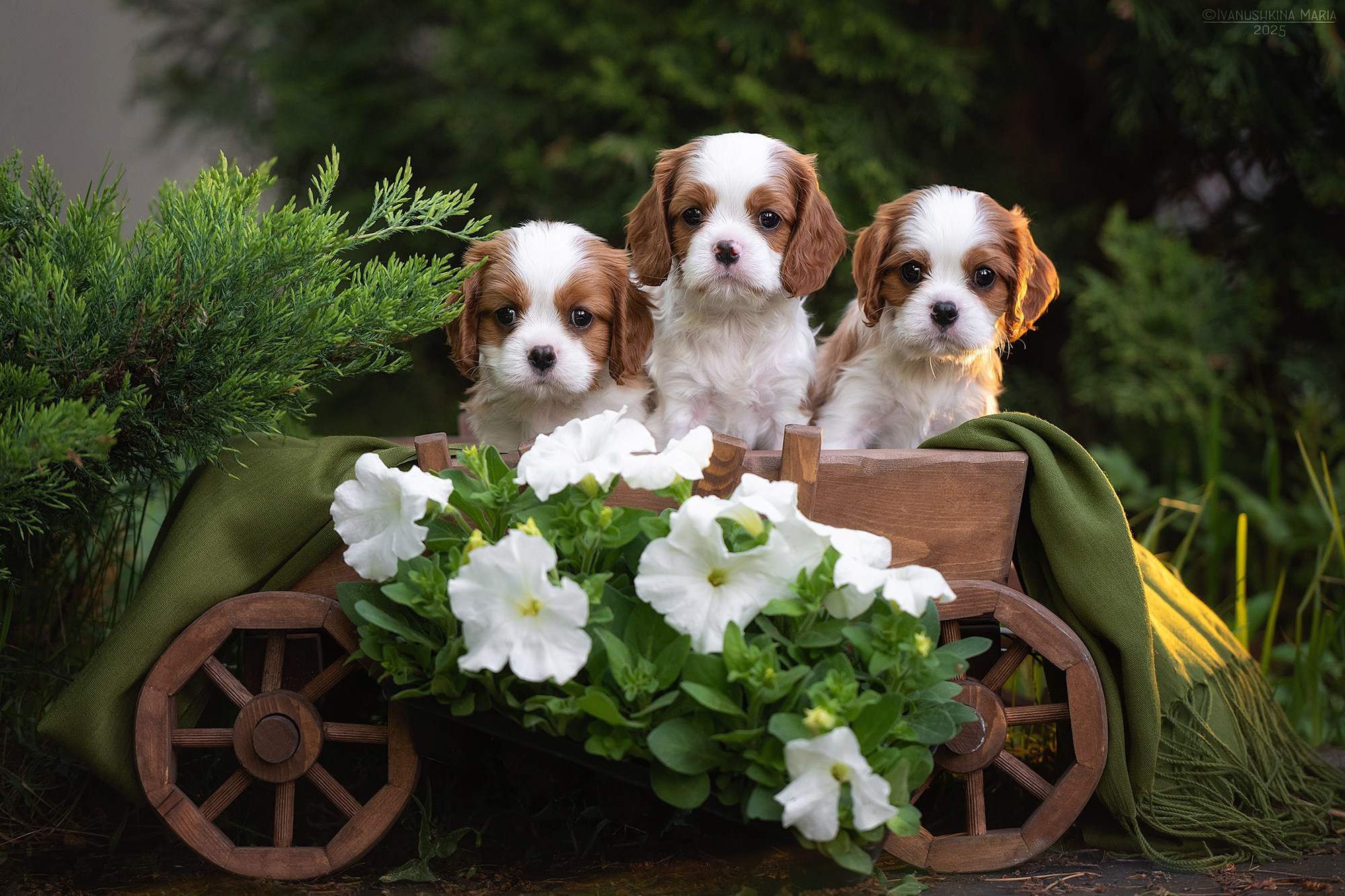 Фотосессия щенков на продажу. Фотограф собак в Москве и Московской области Иванушкина Мария