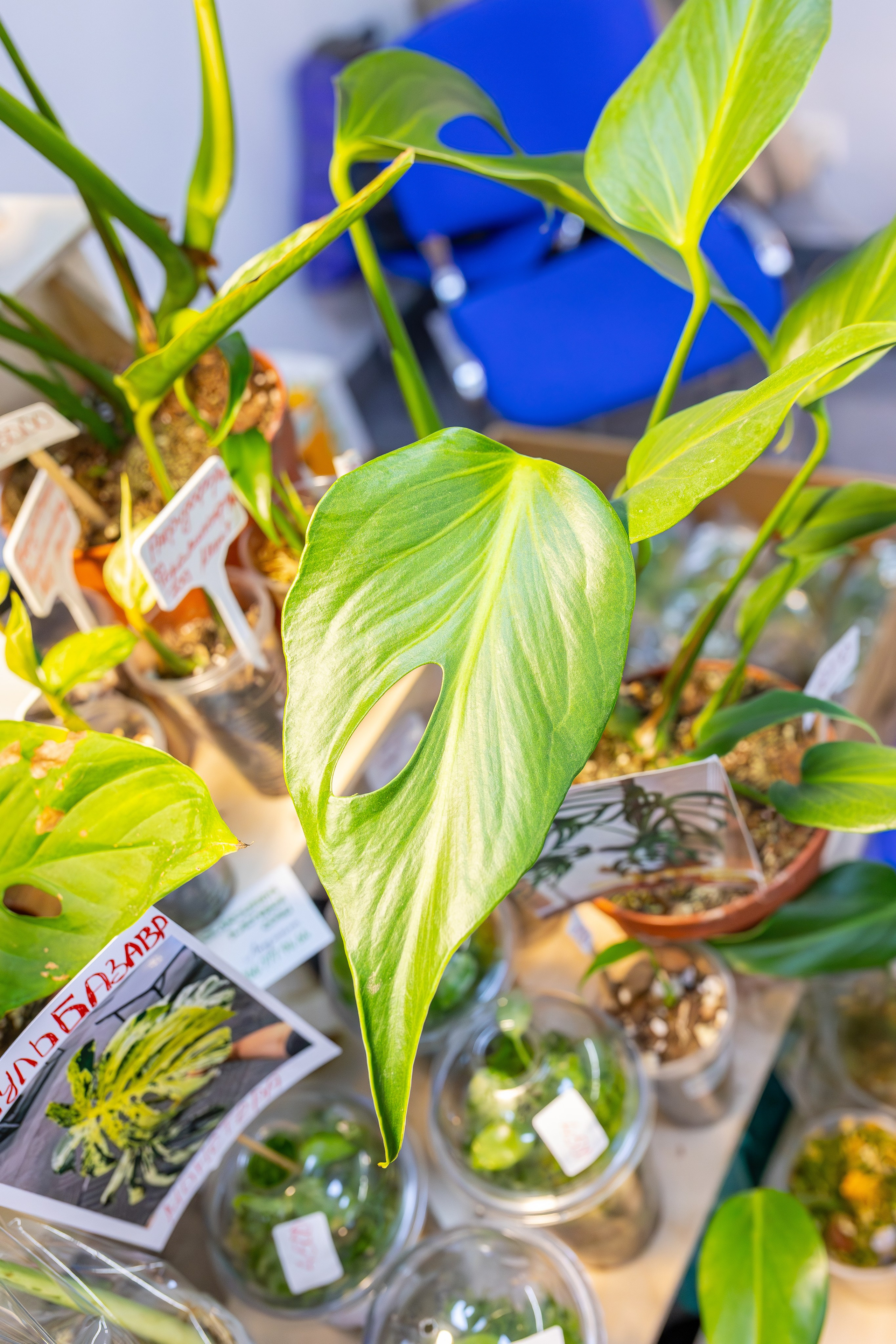 Монстериум апрель 2026. Александра Куликова фотограф, Москва