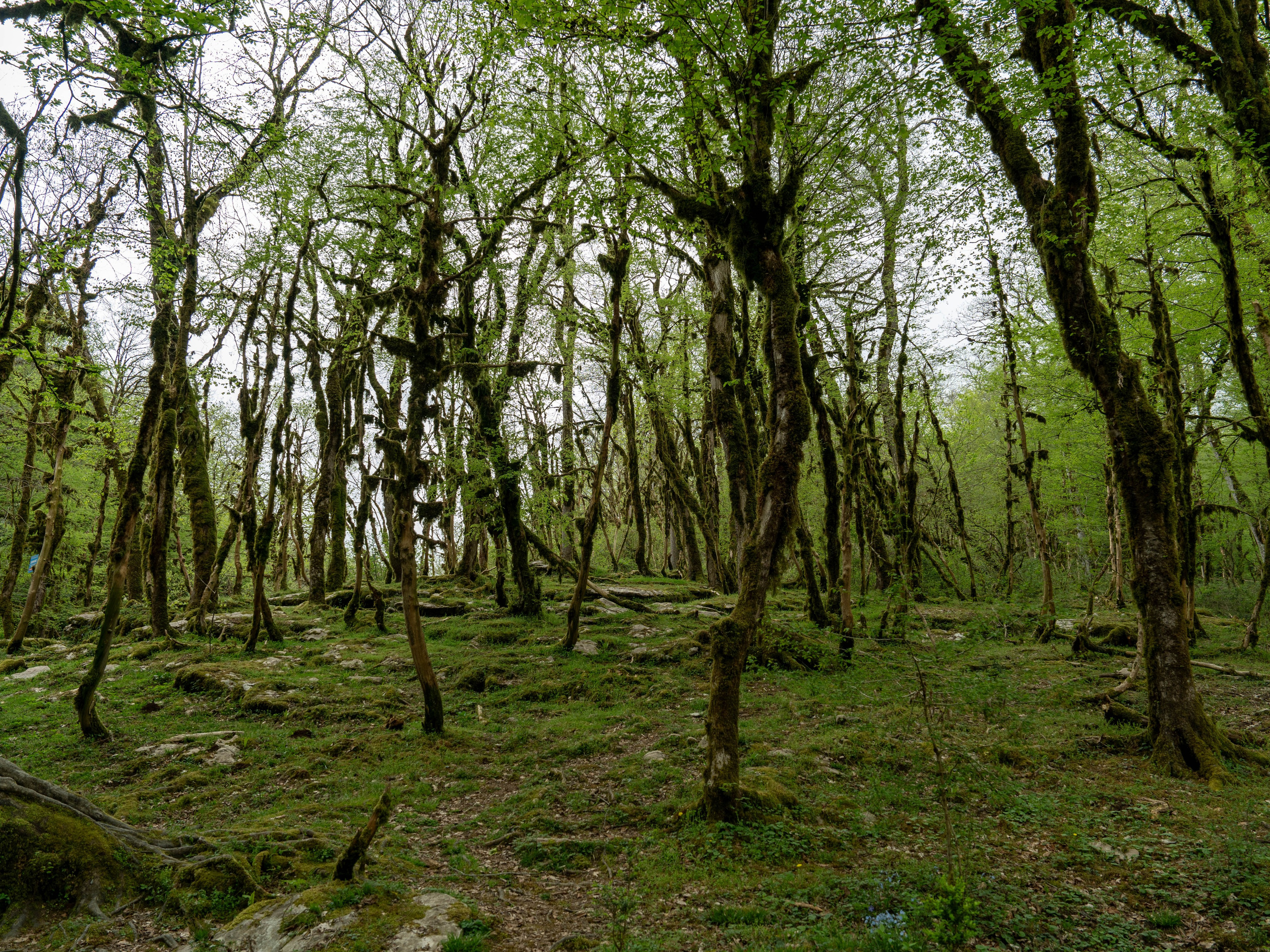 MICE мероприятие — джиппинг на каньон Псахо. Репортажный фотограф в Красной Поляне и Сочи Павлюченко Екатерина