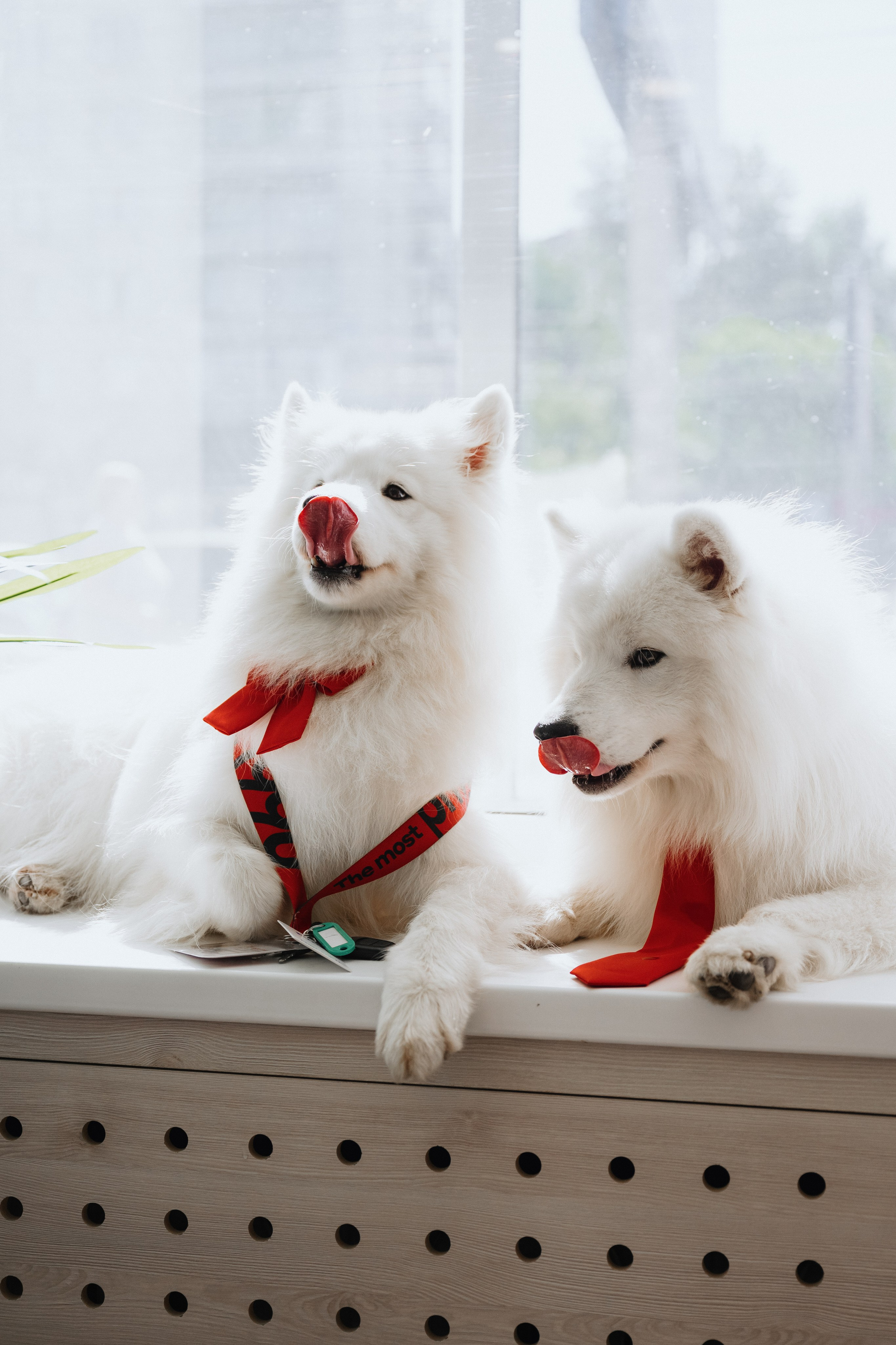 Фотосессия с самоедами