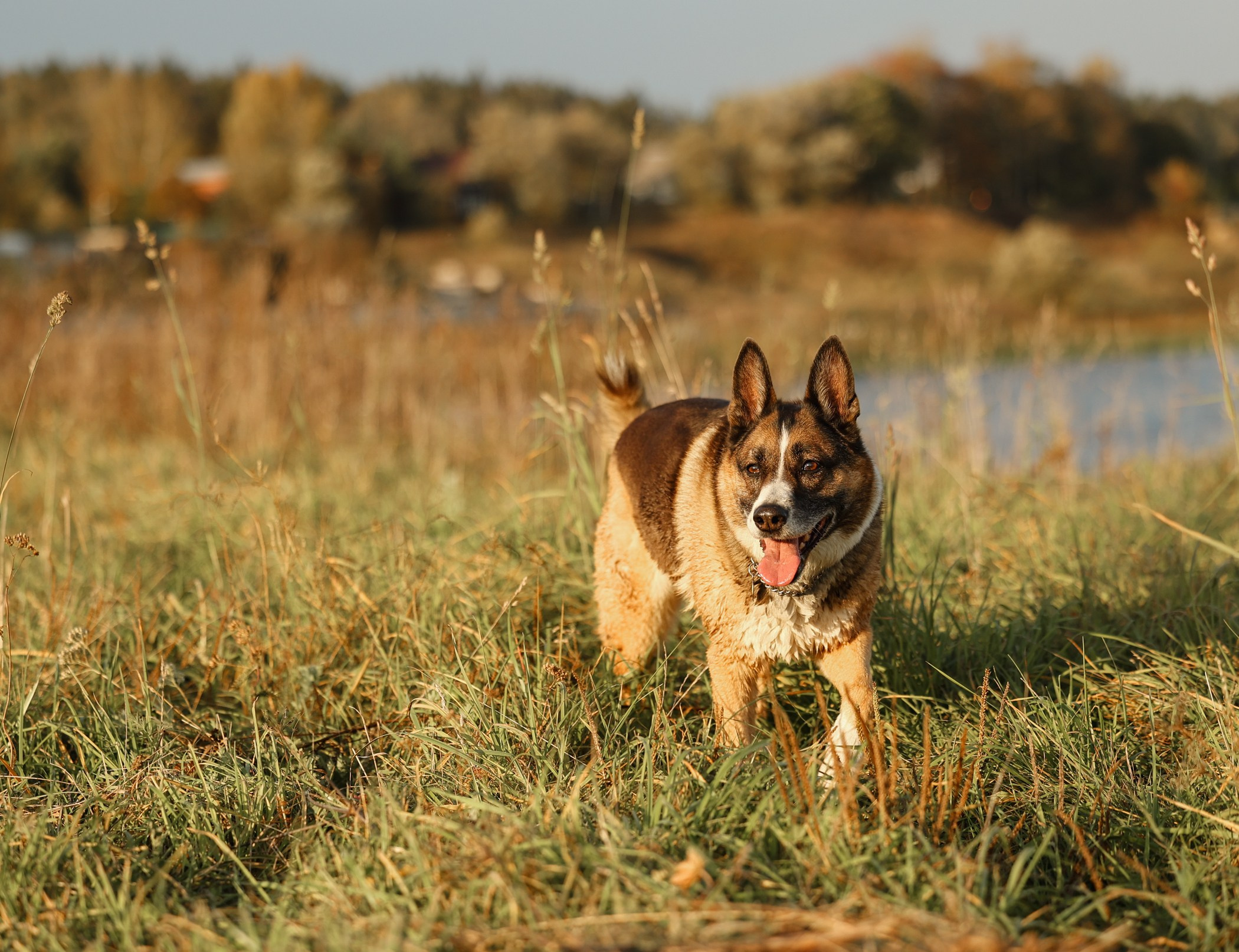 Прогулка на природе. Фотограф-анималист Полина Колкова | Москва