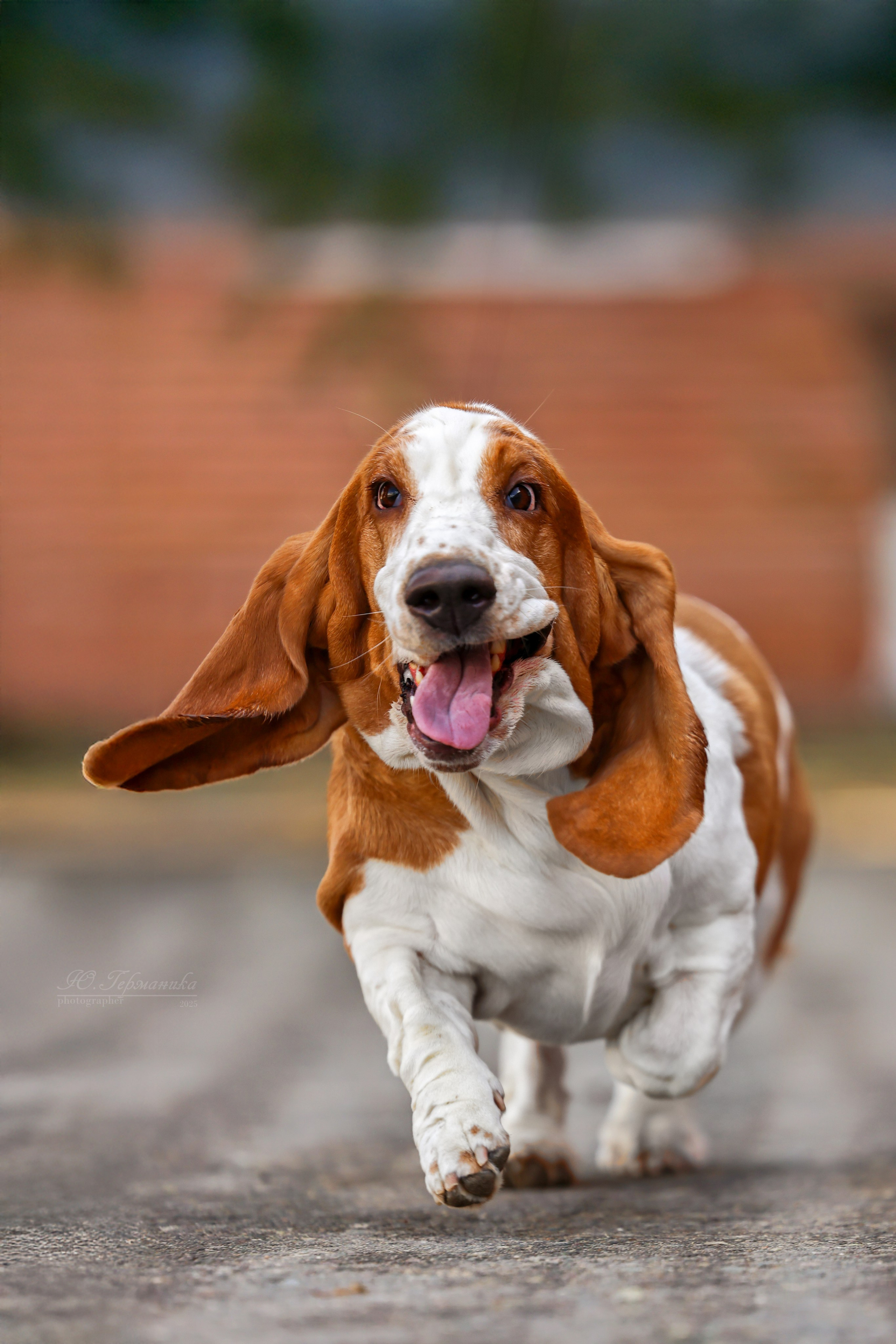 Астана 2хCACIB 26-28.09.2025. Фотограф-анималист Юлия Германика