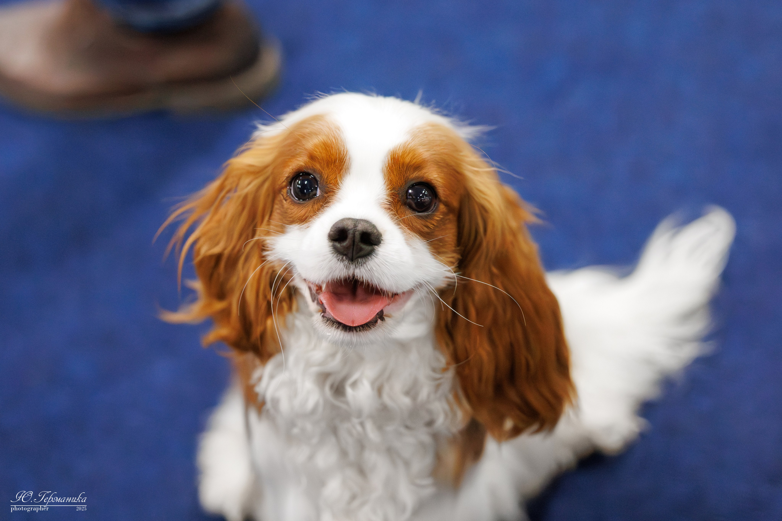 Сфера 06.04.2025. Фотограф-анималист Юлия Германика