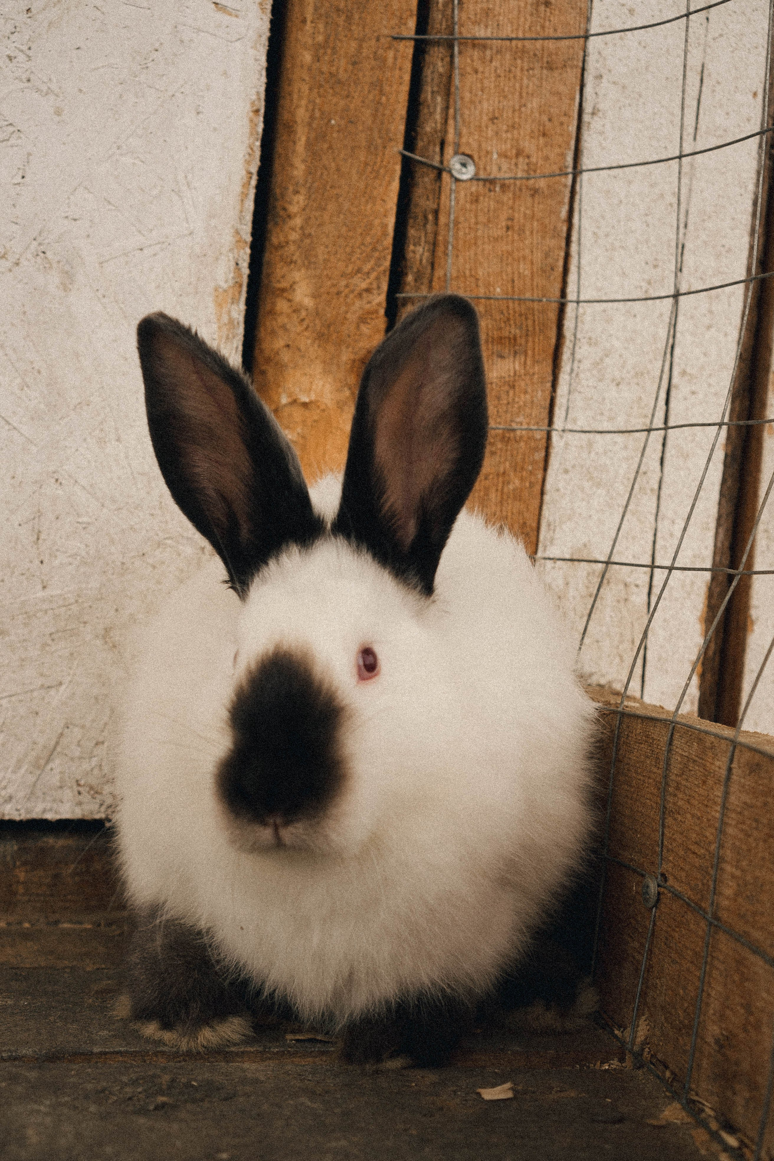 Ферма Альпак. Профессиональный фотограф, Санкт-Петербург — Виктория Богомолова