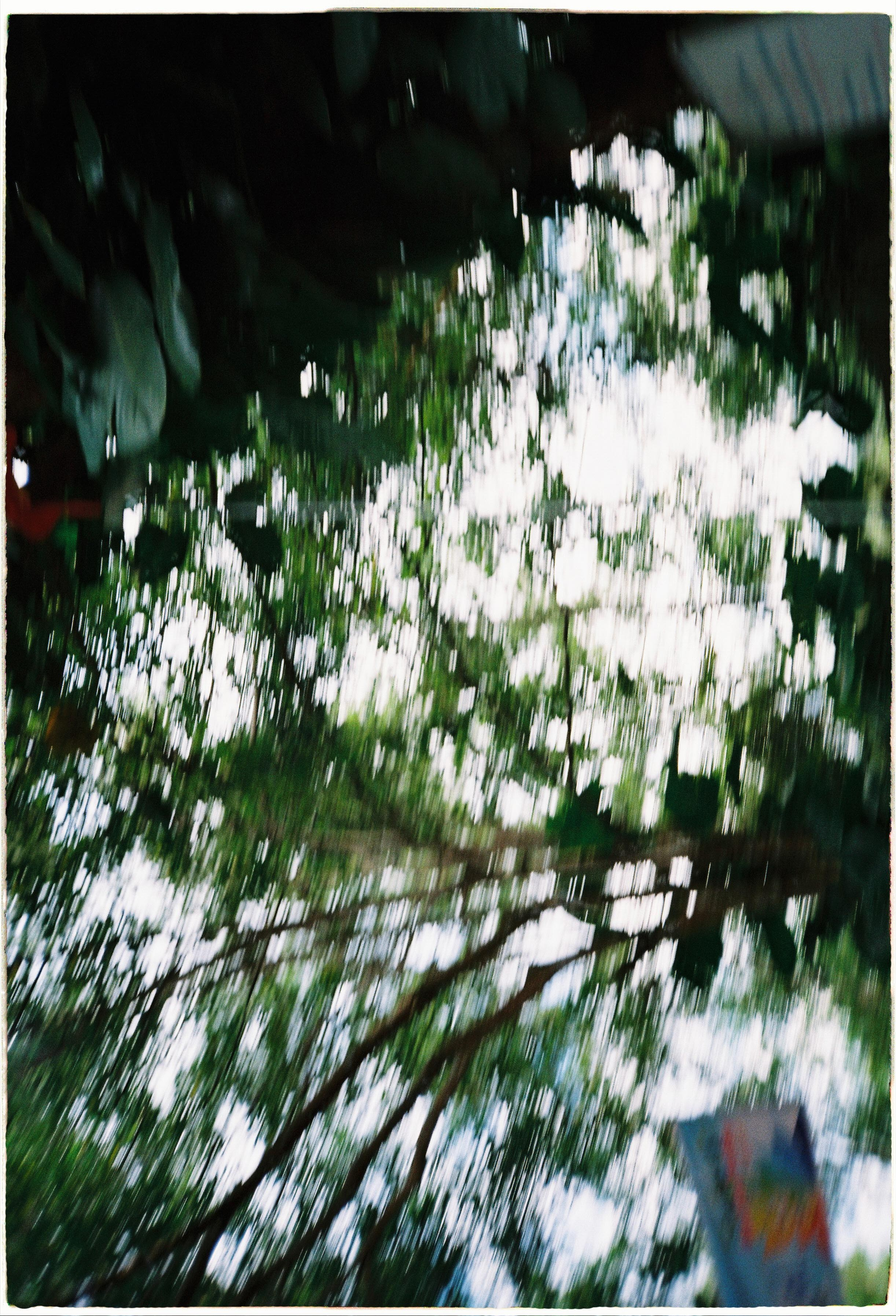 Dalat 2024. Film Photographer in Da Nang, Vietnam — Tanya Parfenteva